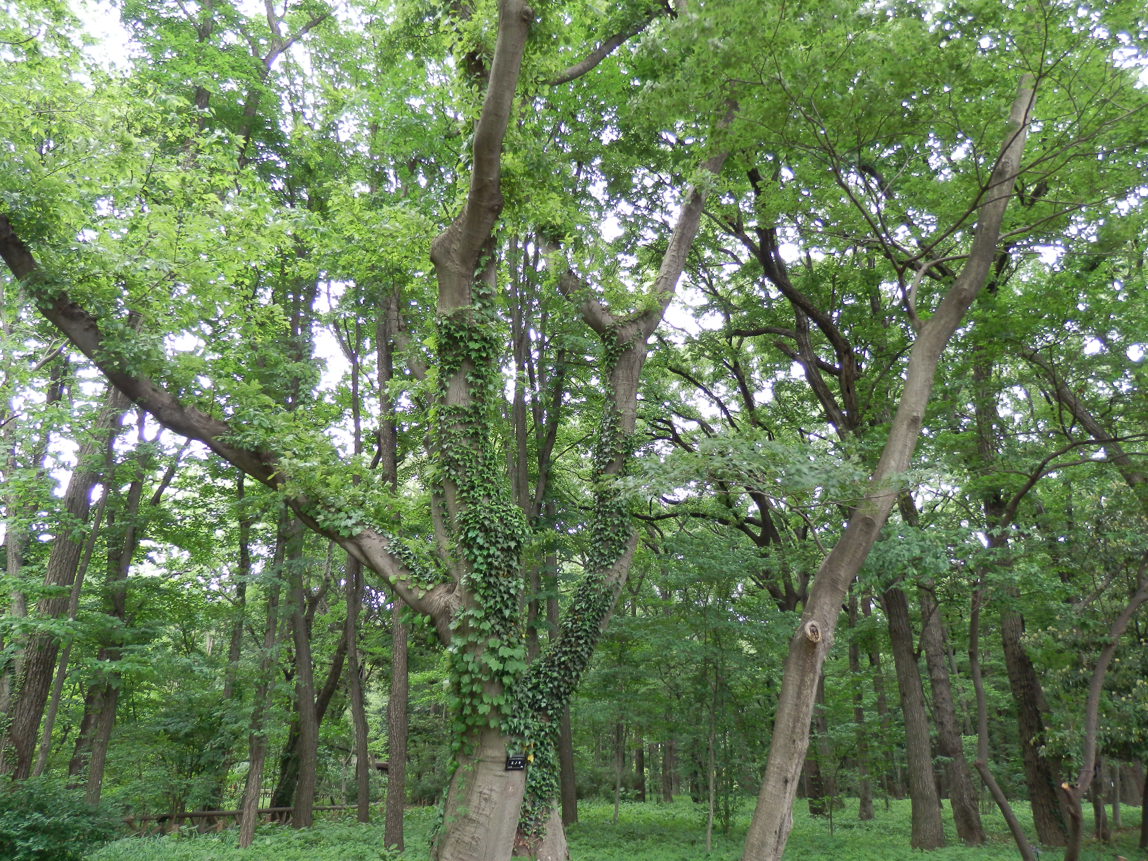 <b>通常オート / SZ-30MR / 約7.0MB / 4,608×3,456 / 1/30秒 / F3 / 0.0EV / ISO160 / WB:オート / 4.5mm</b>