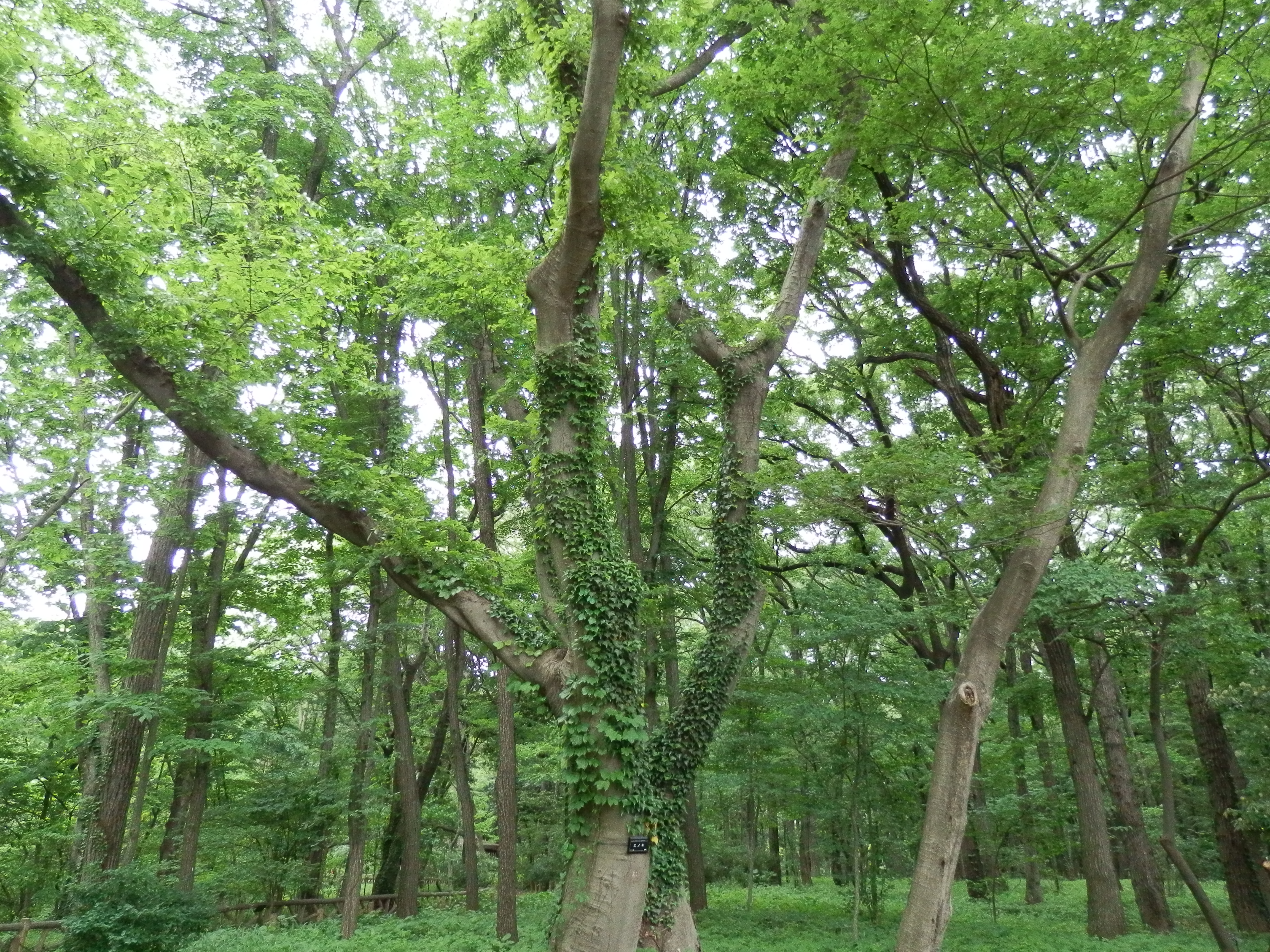 <b>高感度オート / SZ-30MR / 約6.6MB / 4,608×3,456 / 1/125秒 / F3 / 0.0EV / ISO800 / WB:オート / 4.5mm</b>