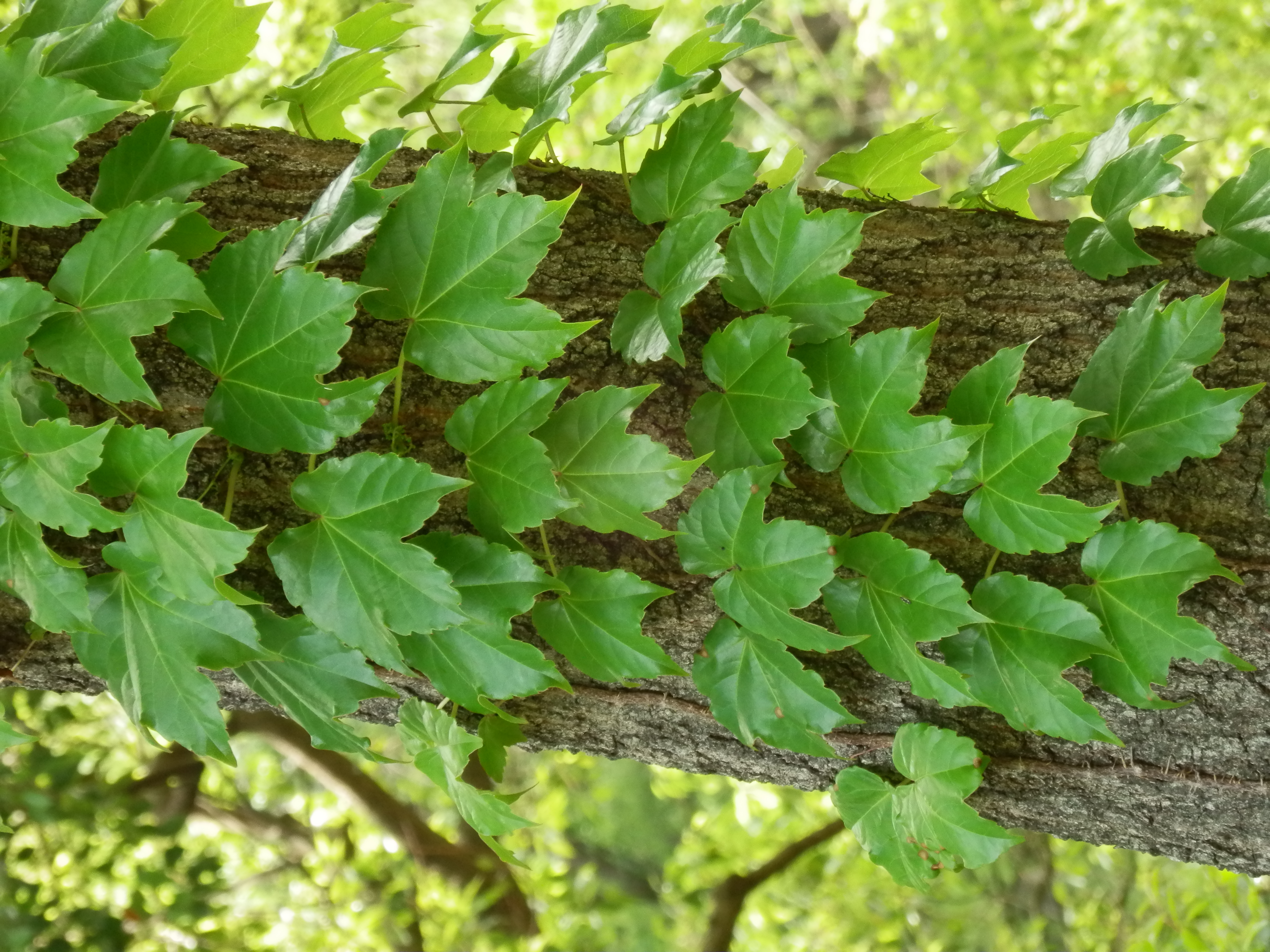 <b>SZ-30MR / 約6.3MB / 3,456×4,608 / 1/80秒 / F6.5 / -0.3EV / ISO400 / WB:オート / 53.9mm</b>