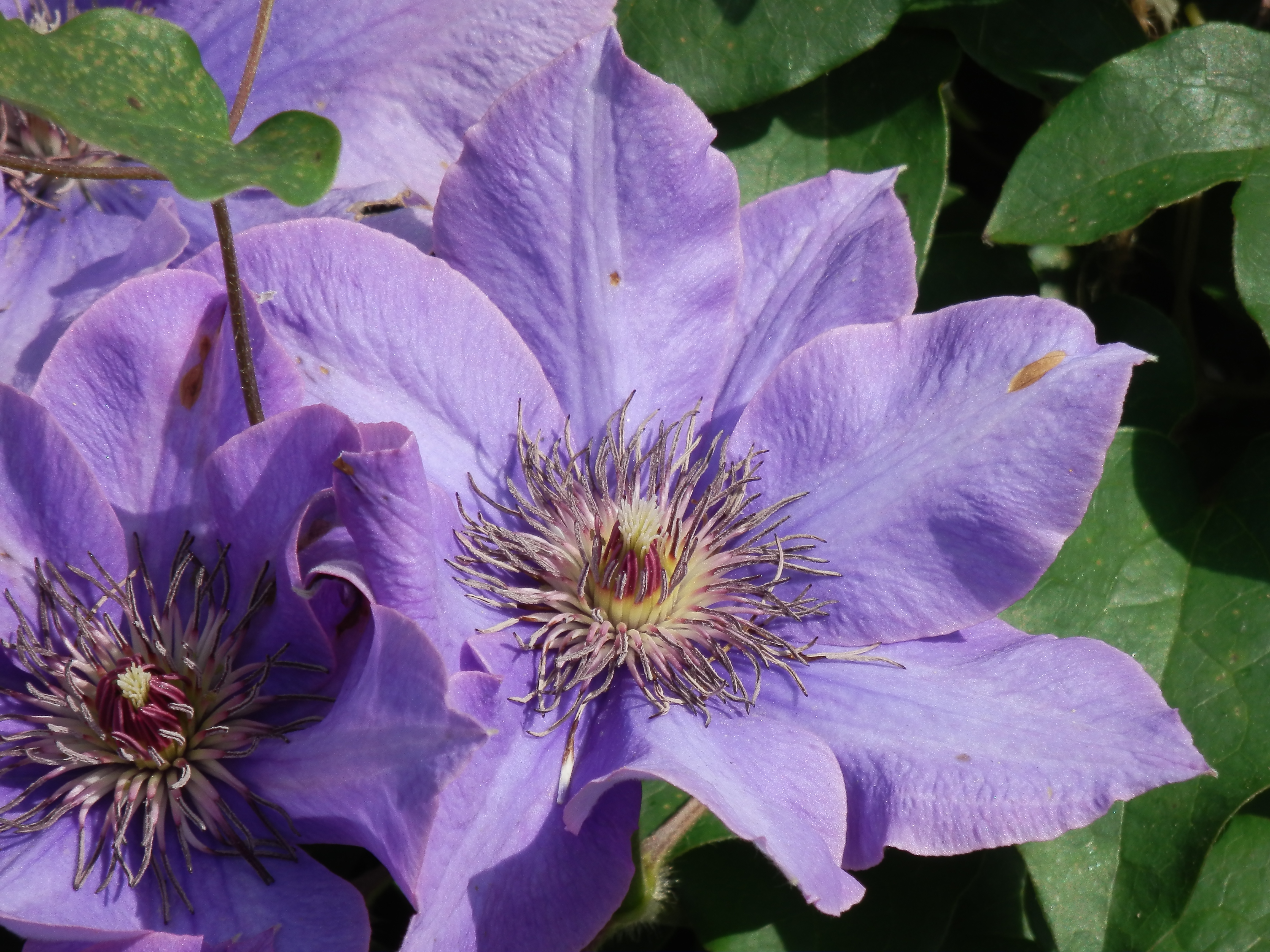 <b>SZ-30MR / 約6.6MB / 4,608×3,456 / 1/250秒 / F6.9 / -0.3EV / ISO80 / WB:オート / 108mm</b>