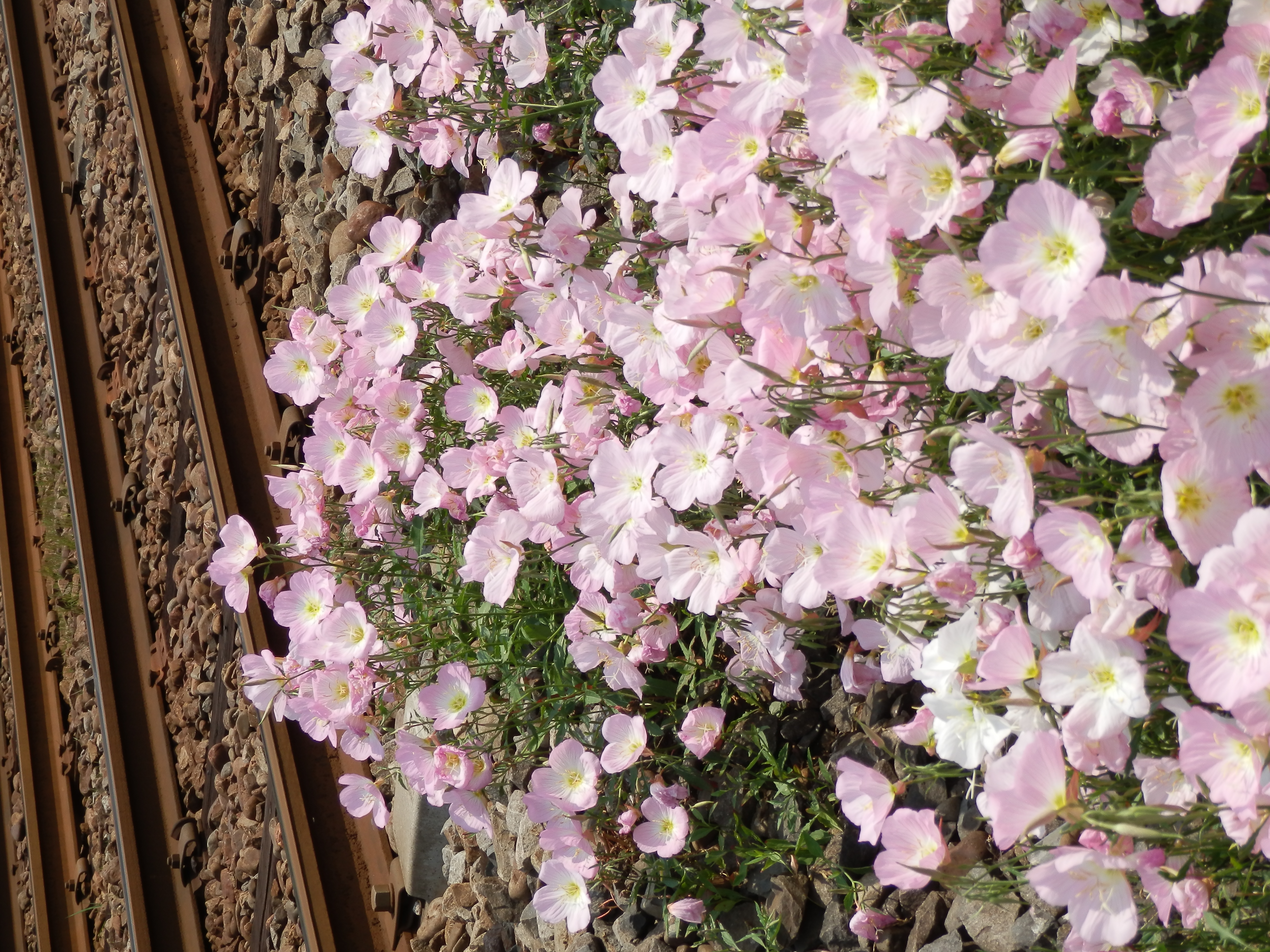 <b>SZ-30MR / 約6.9MB / 3,456×4,608 / 1/640秒 / F4.8 / +0.3EV / ISO80 / WB:オート / 15.8mm</b>