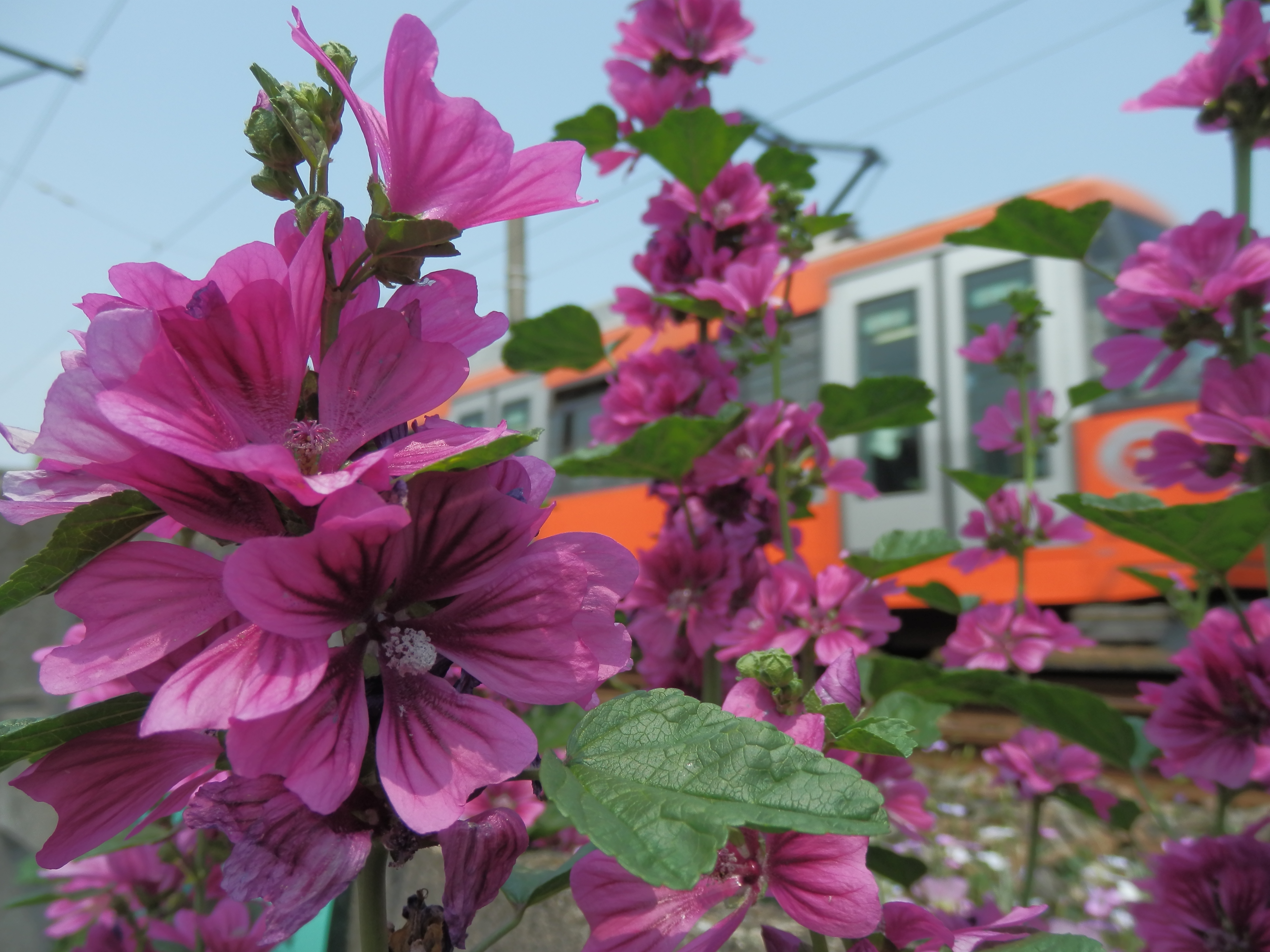 <b>SZ-30MR / 約5.1MB / 4,608×3,456 / 1/125秒 / F8.7 / -0.3EV / ISO80 / WB:オート / 4.5mm</b>