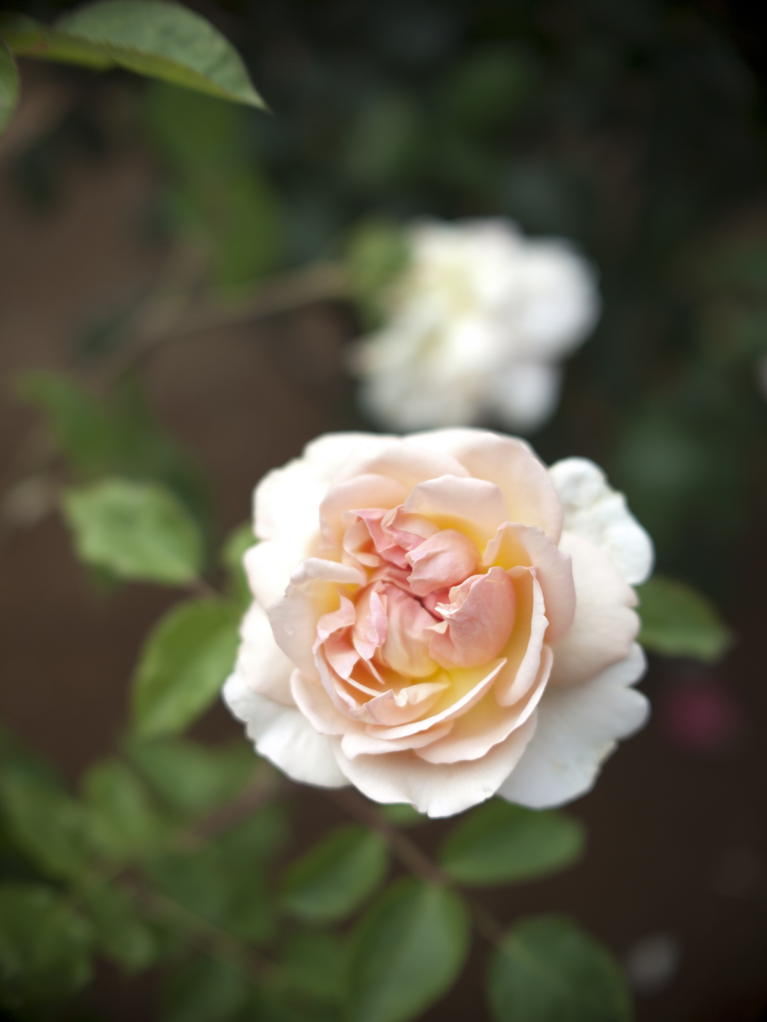<b>E-P1 / マクロスイター 26mm F1.1 / 4,032×3,024 / 1/4,000秒 / F2.8 / 0EV / ISO100 / WB:オート / 26mm</b>