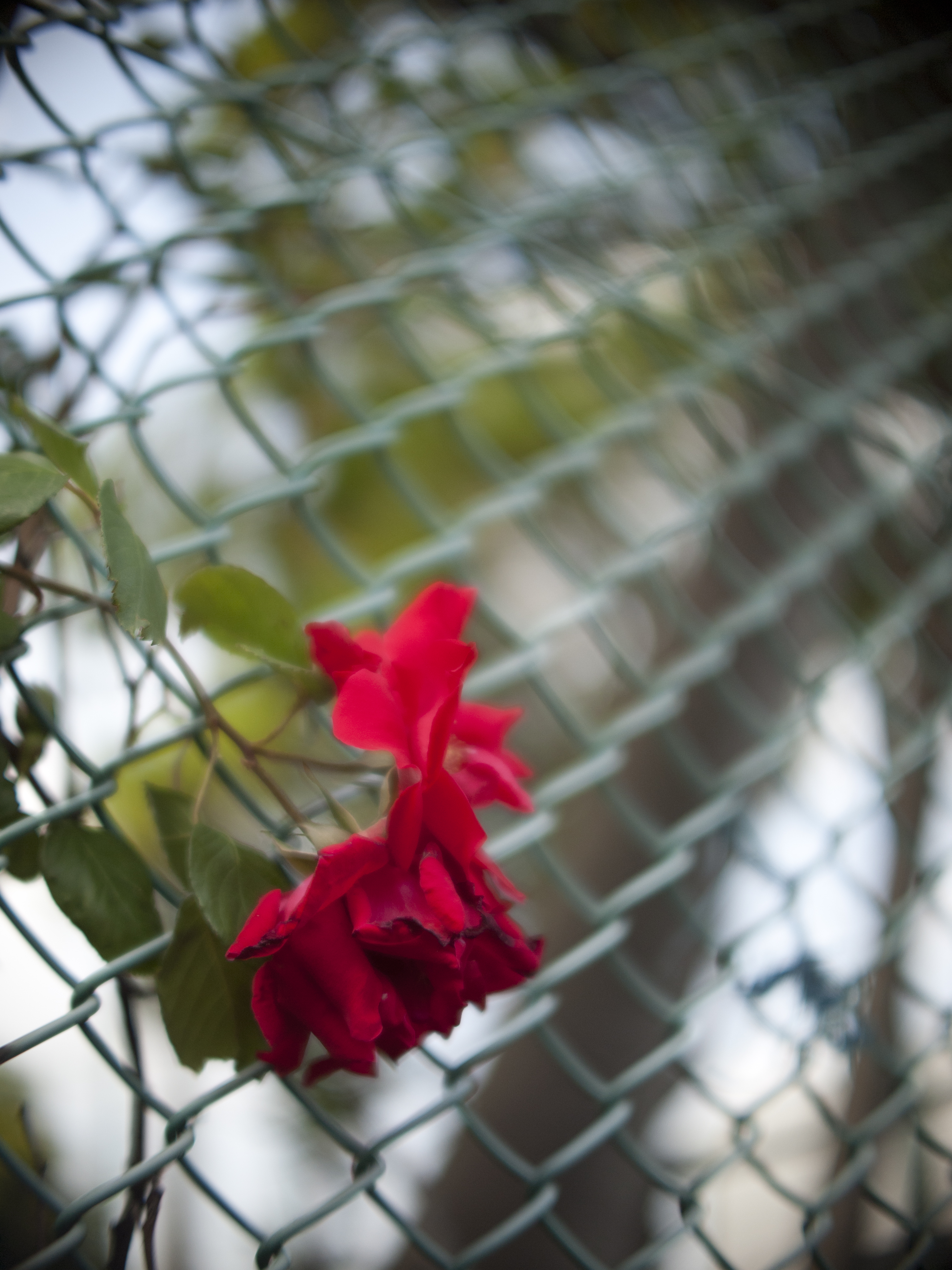 <b>E-P1 / マクロスイター 26mm F1.1 / 4,032×3,024 / 1/2,000秒 / F1.1 / 0EV / ISO200 / WB:オート / 26mm</b>