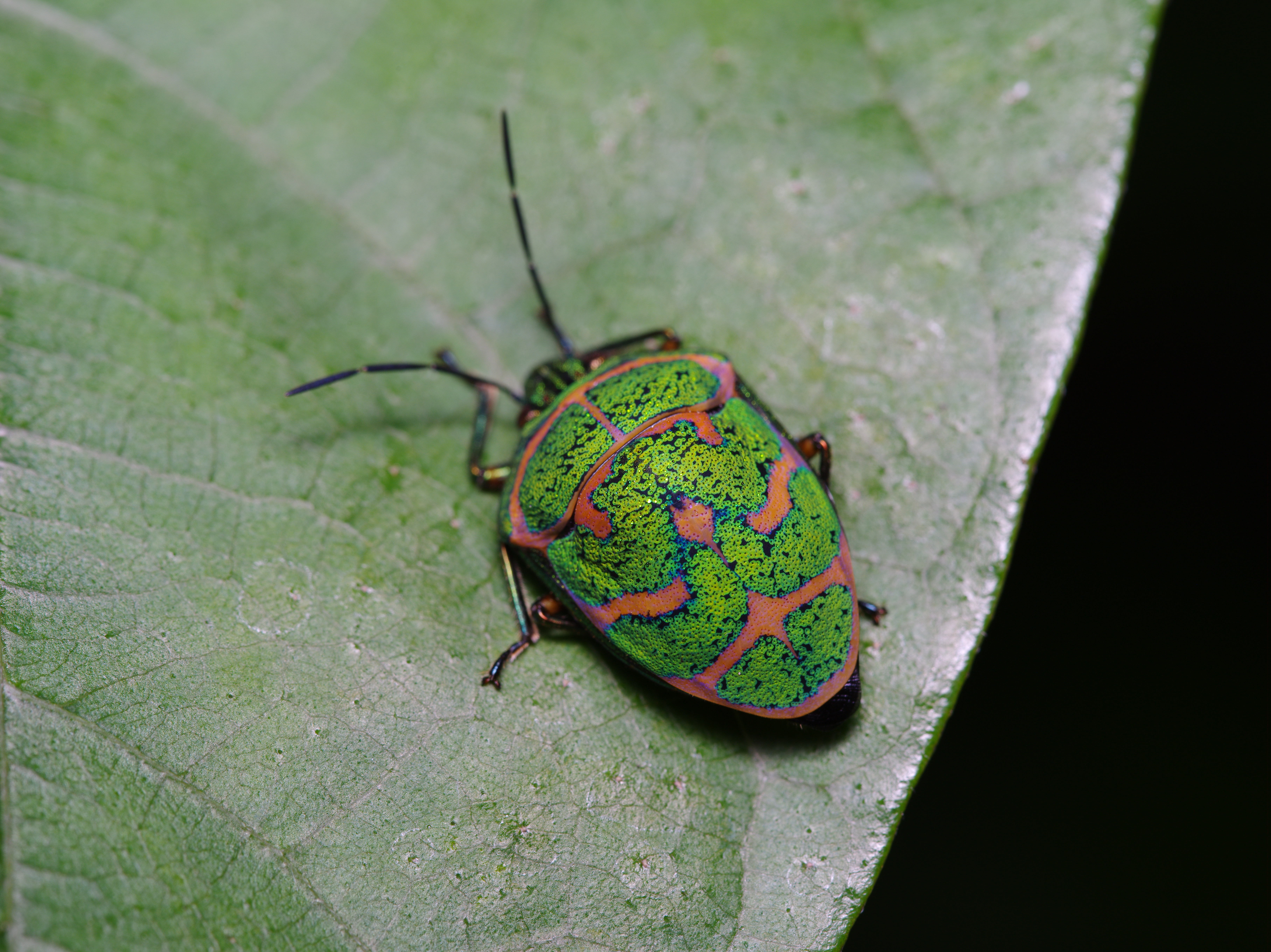 <b>アカスジキンカメムシを等倍撮影してみた。一見凡庸な写真だが、ピクセル等倍に拡大して見ると、まるで高倍率マクロレンズで撮ったような微細な構造が堪能できる。“生きた宝石”と言われるほど美しい虫だが、工芸品のようなディテールにあらためて驚いてしまう。645D / FA 645 Macro 120mm F4 / 7,264×5,440 / 1/125秒 / F11 / -0.7EV / ISO200 / マニュアル / WB:オート / 120mm</b>