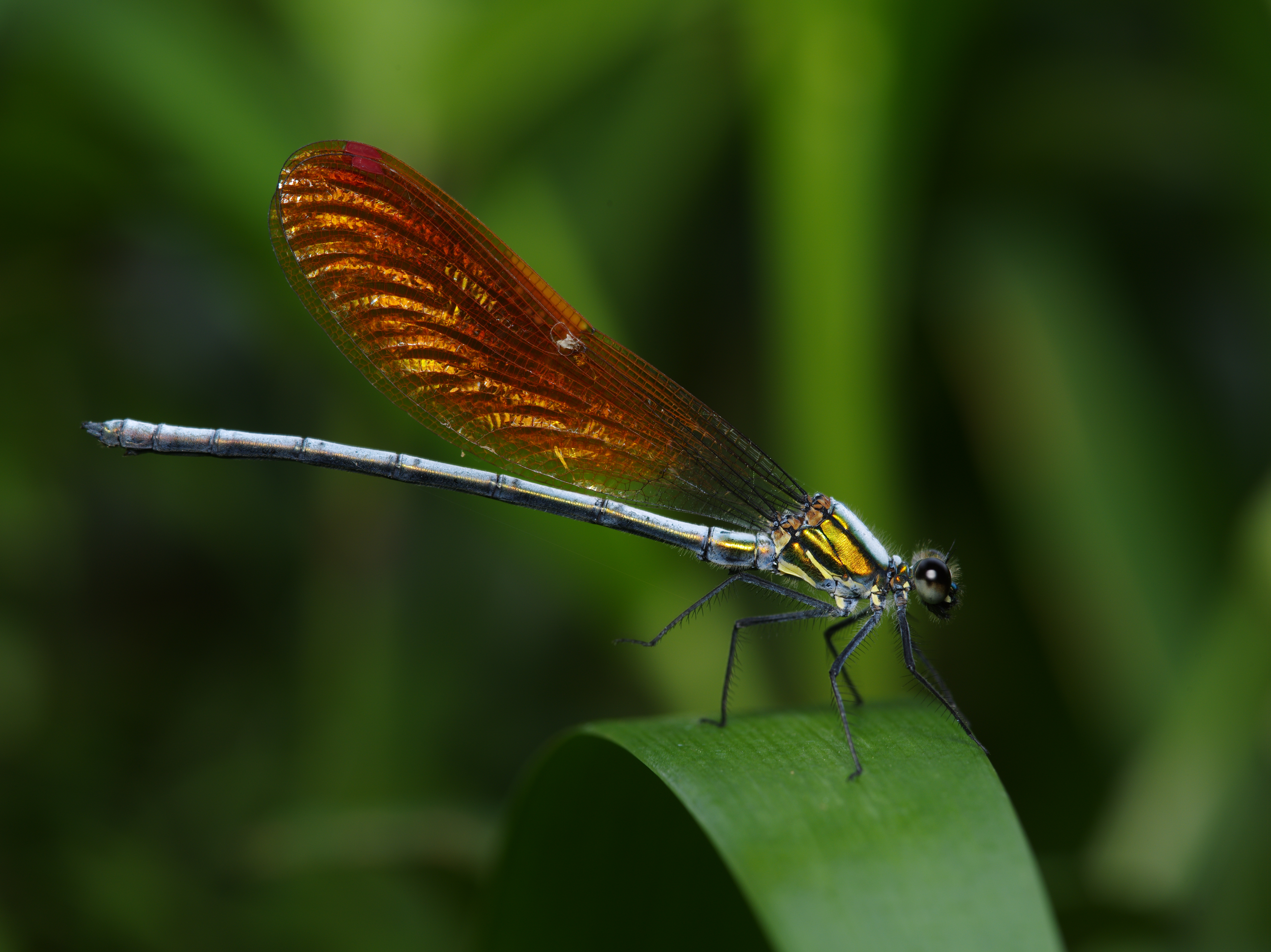 <b>その名の通り川縁にいたカワトンボ。敏感でなかなか近づけないし、止まった葉は微風で揺れるし、撮影には苦労した。ピクセル等倍で見ると、どこにスクロールしても高精細なディテールが広がる。まさに写真そのもののあり方が変わったという思いに、ため息が出る。645D / FA 645 Macro 120mm F4 / 7,264×5,440 / 1/60秒 / F11 / +0.3EV / ISO200 / マニュアル / WB:オート / 120mm</b>