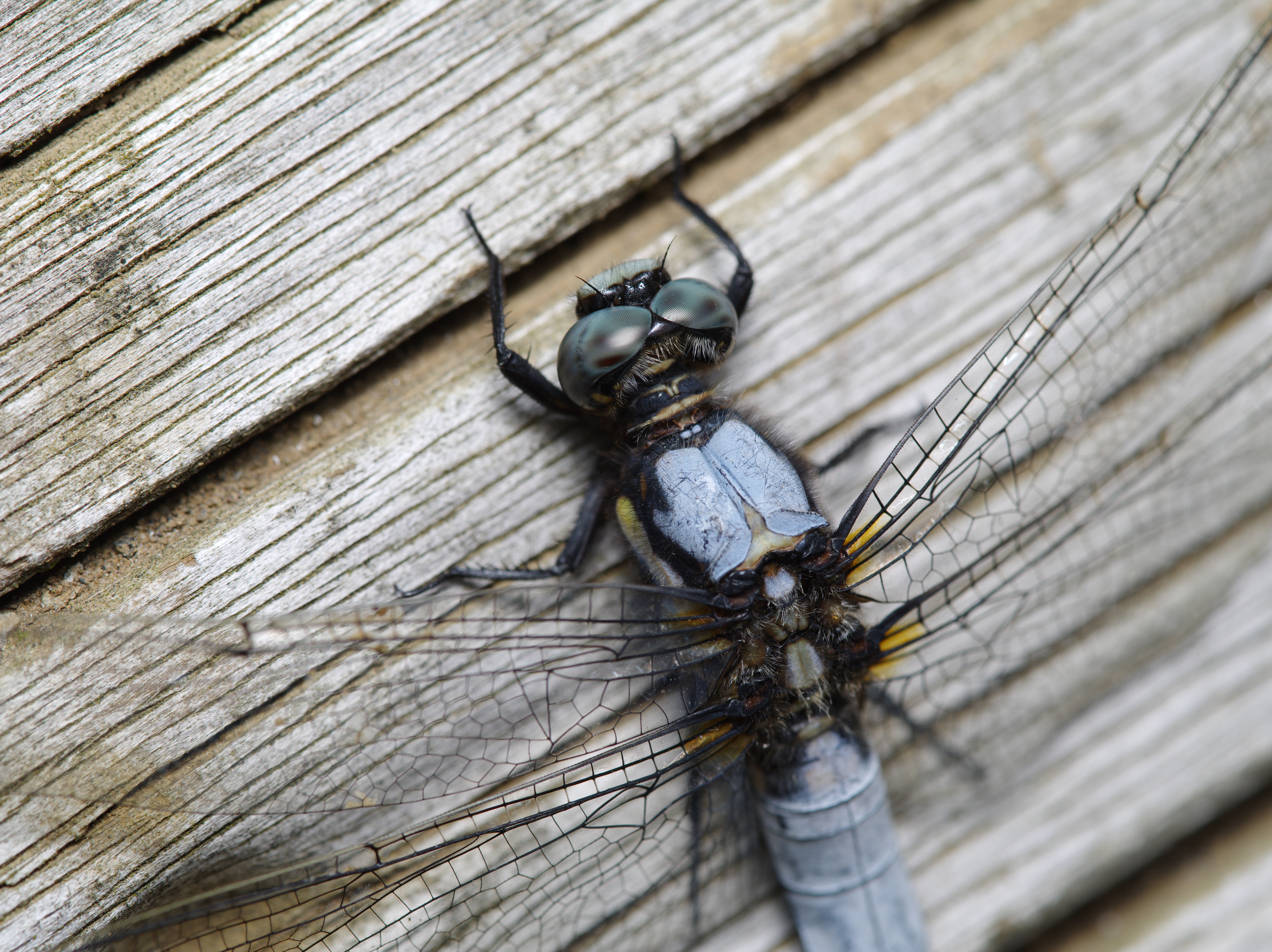 <b>シオカラトンボも接近が難しいが、大人しい個体を狙って等倍まで接近できた。大して倍率が高いように思えないが、ピクセル等倍で見ると複眼のハニカム構造がはっきり写っている。645D / FA 645 Macro 120mm F4 / 7,264×5,440 / 1/125秒 / F11 / 0EV / ISO200 / マニュアル / WB:オート / 120mm</b>