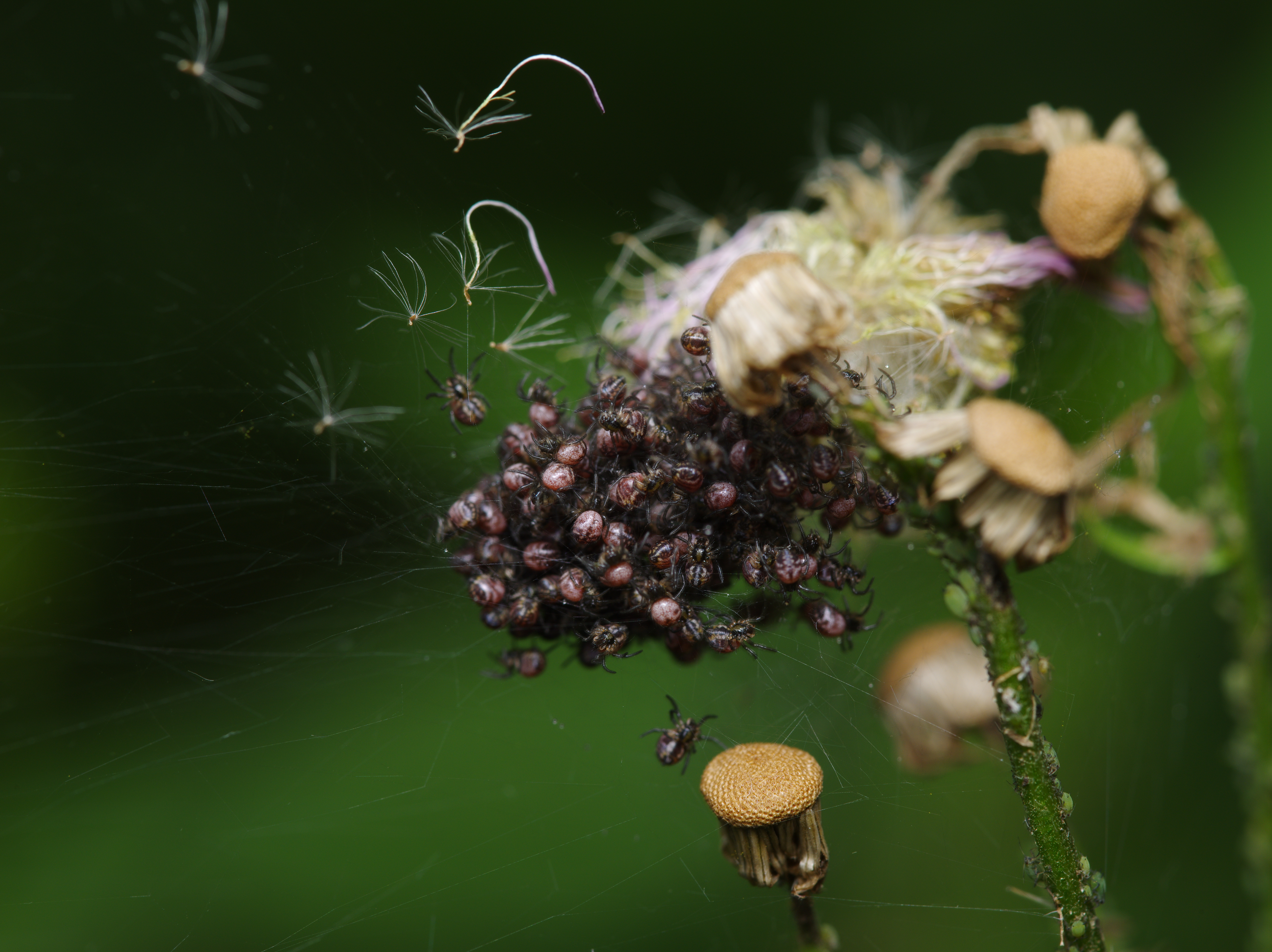<b>こちらの子グモも種類は不明だが、みんなで固まっていた（指でつつくとクモの子を散らすように逃げるハズ）。拡大して見ると1匹ずつのディテールはもちろん、画面右下に移ったアブラムシの姿までしっかり確認できる。645D / FA 645 Macro 120mm F4 / 7,264×5,440 / 1/30秒 / F11 / +0.3EV / ISO200 / マニュアル / WB:オート / 120mm</b>