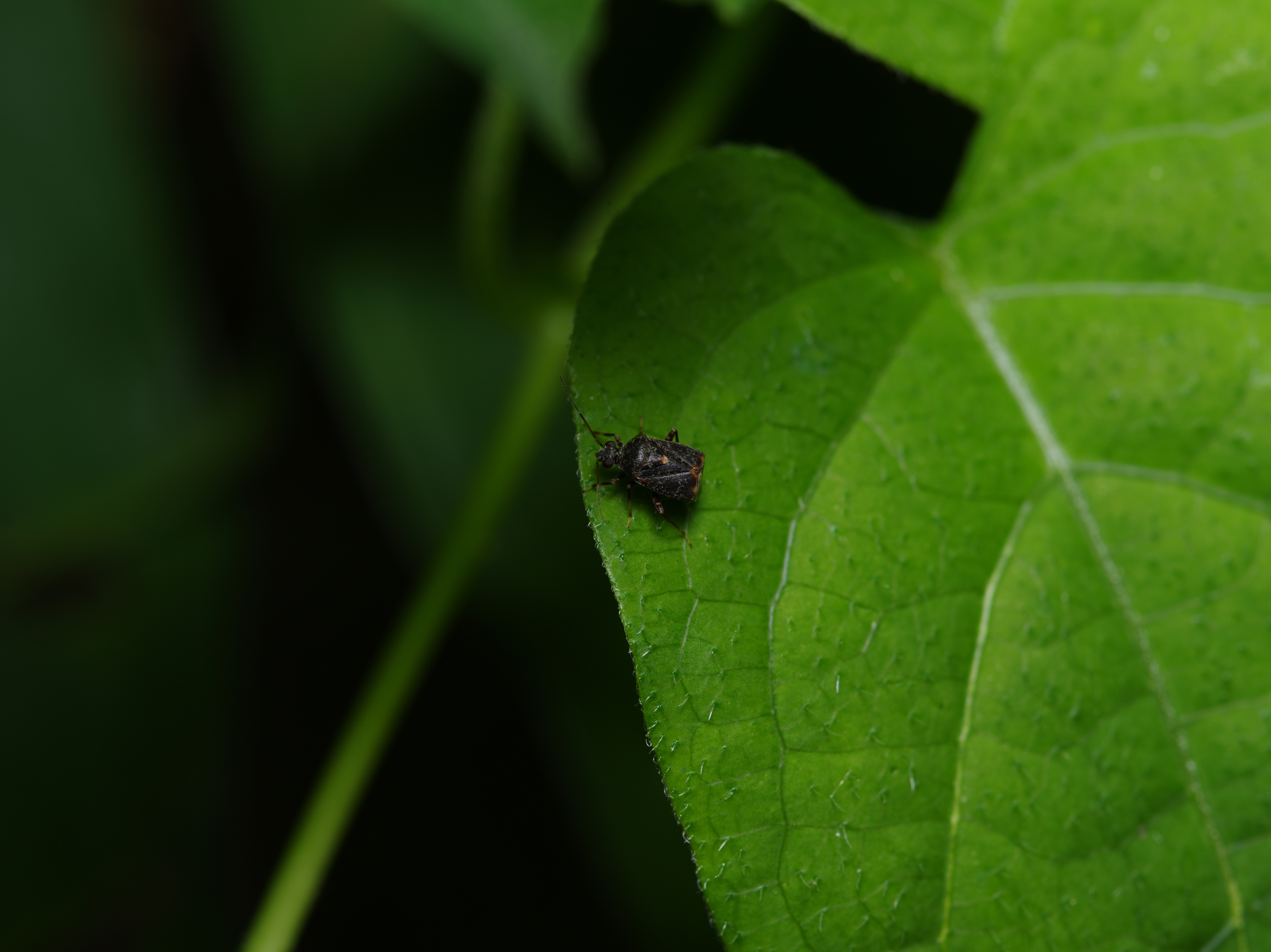 <b>等倍で写してもなお小さくしか写らない虫だが、拡大するとヘンな形のカメムシであることがはっきり分かる。角張った体に大きな目が特徴だが、このように目立たない虫はマニアックすぎて名前は分からない。645D / FA 645 Macro 120mm F4 / 7,264×5,440 / 1/125秒 / F11 / -0.7EV / ISO200 / マニュアル / WB:オート / 120mm</b>