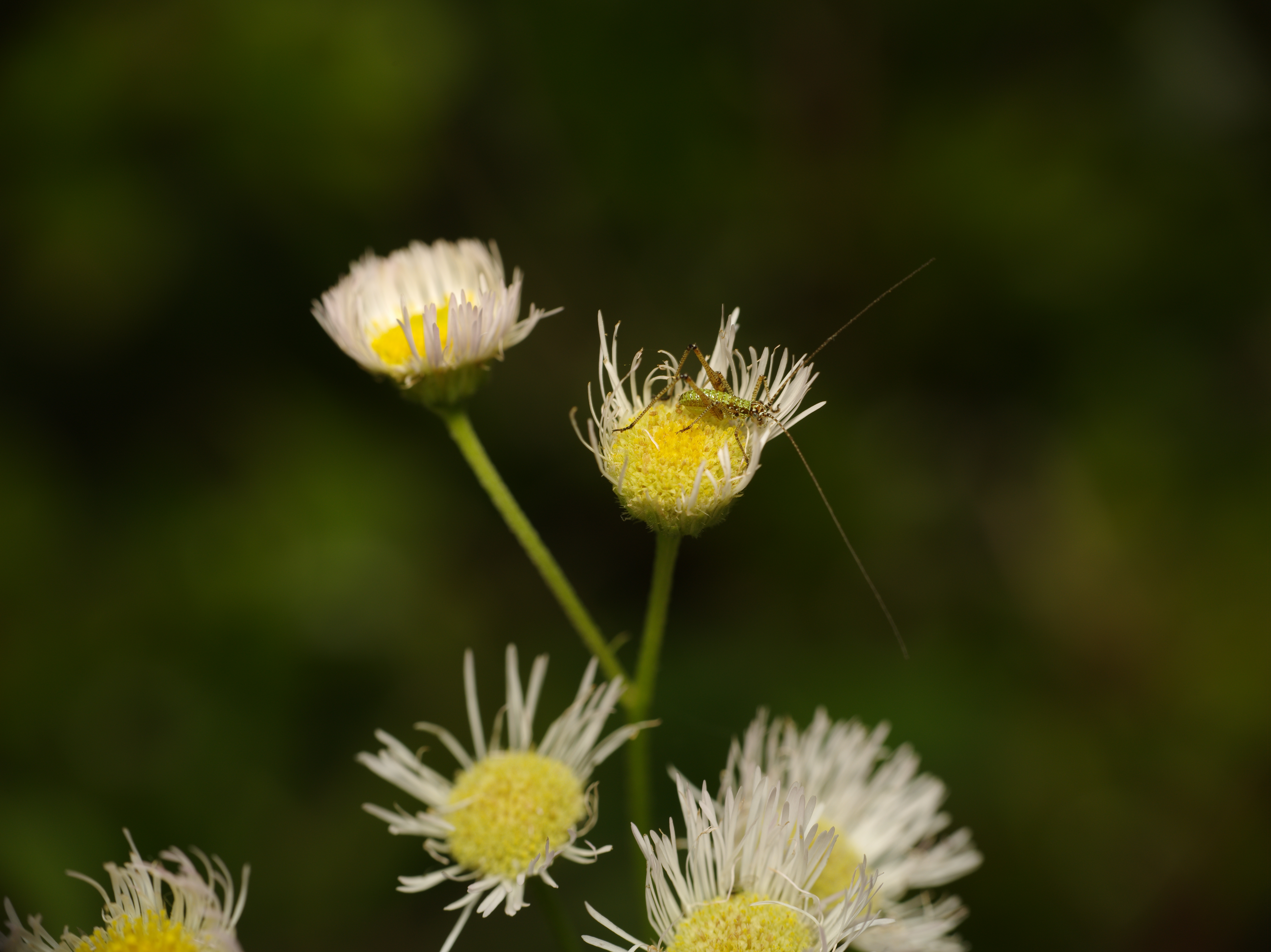 <b>ヒメジョオンに止まっていたツユムシの幼虫。画面上では小さくしか写っていないが、ピクセル等倍に拡大すると、複眼から足下の花粉までのディテールが確認できる。このレンズの組み合わせは、純正マクロレンズと同等の描写力がある。645D / D FA 645 55mm F2.8 AL(IF) SDM AW+CM-2000 2.5× / 7,264×5,440 / 1/60秒 / F11 / -1EV / ISO200 / マニュアル / WB:ストロボ / 55mm</b>