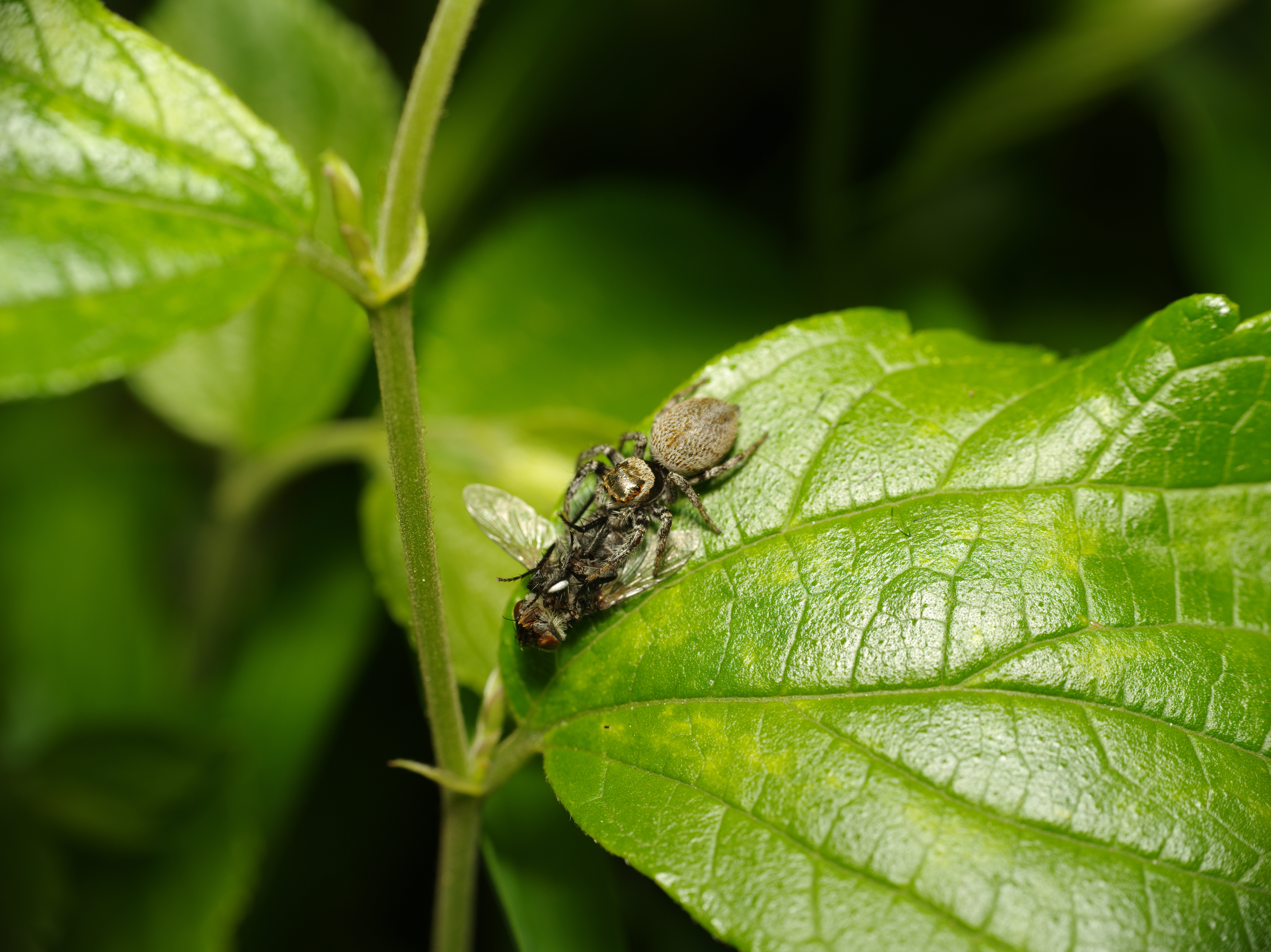 <b>ハエトリグモの一種マミジロハエトリ。いろんな虫を捕まえるが、実際にハエを捕まえたシーンはあまり撮ったことがなかったかも知れない。ハエトリグモの眼は前面に4つ、側面に2つ付いているが、その様子がはっきりわかる。645D / D FA 645 55mm F2.8 AL(IF) SDM AW+CM-2000 2.5× / 7,264×5,440 / 1/125秒 / F11 / -1EV / ISO200 / マニュアル / WB:ストロボ / 55mm</b>