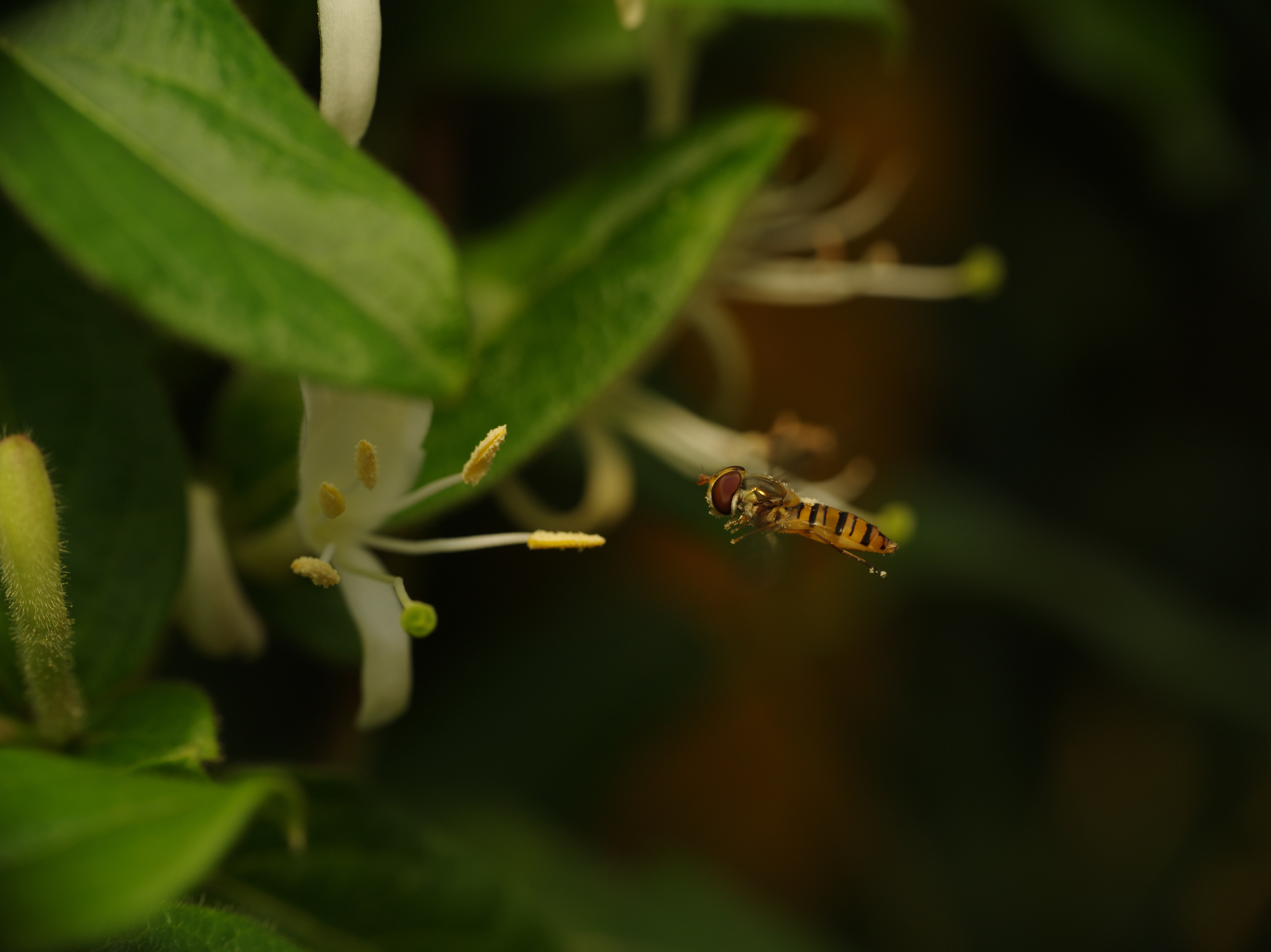 <b>スイカズラの花の前でホバリングしているホソヒラタアブ。これまでに撮ったことのない難しいシチュエーションだが、645Dを使ったら撮れてしまった（笑）。被写界深度は浅いが、やはりファインダーが圧倒的に見やすいのだ。こちらもピントが合いすぎて? 複眼にモアレが出ている。645D / D FA 645 55mm F2.8 AL(IF) SDM AW+CM-2000 2.5× / 7,264×5,440 / 1/125秒 / F11 / 0EV / ISO400 / マニュアル / WB:オート / 55mm</b>