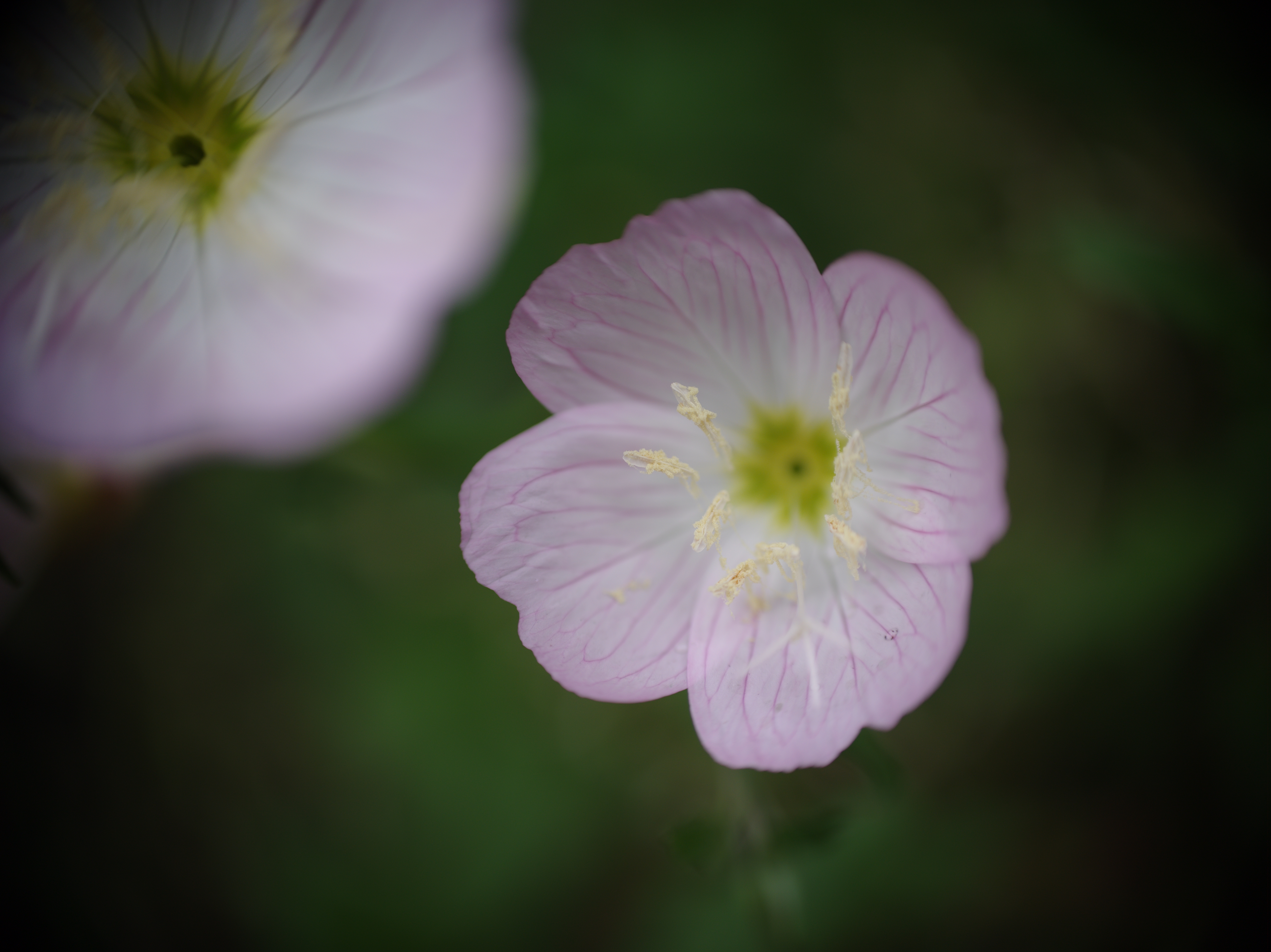 <b>ここからは作風を変えて、絞り開放、ピントはレンズの距離表示無限遠で撮影した。画面周辺は絞り開放で撮影すると、丸くけられることなく、自然な感じで光量が落ちる。この独特の描写性を活かして、道ばたに咲いていたヒルザキツキミソウを撮ってみた。645D / D FA 645 55mm F2.8 AL(IF) SDM AW+CM-2000 2.5× / 7,264×5,440 / 1/320秒 / F2.8 / 0EV / ISO200 / 絞り優先AE / WB:オート / 55mm</b>