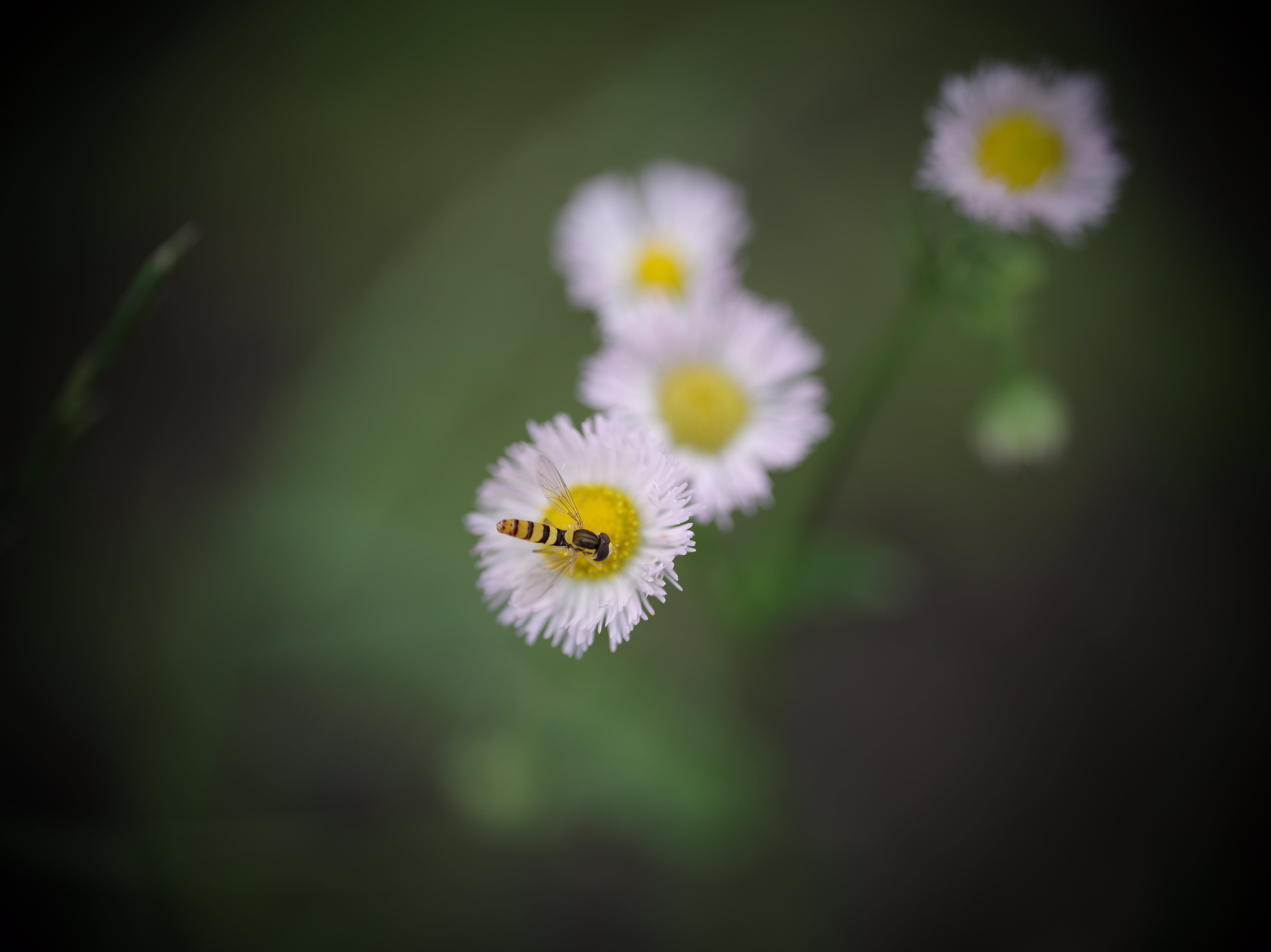 <b>公園の芝生の上に生えていたヒメジョオンに、キタヒメヒラタアブが止まっている。ストロボを使って絞り込んだ昆虫写真とは異なり、ファンタジックな雰囲気になった。ピントは目に合わせたつもりが翅に合ってしまった。やはり深度の浅い絞り開放の撮影は難しい。645D / D FA 645 55mm F2.8 AL(IF) SDM AW+CM-2000 2.5× / 7,264×5,440 / 1/320秒 / F2.8 / 0EV / ISO200 / 絞り優先AE / WB:オート / 55mm</b>