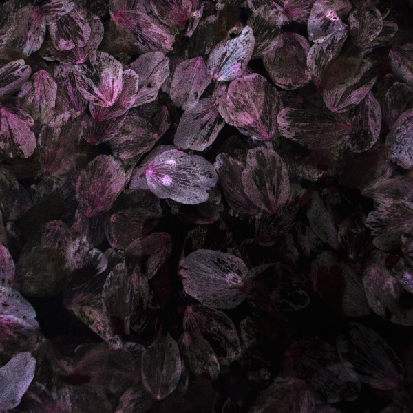 <b>第10回リコーフォトコンテスト最優秀賞作品</b>