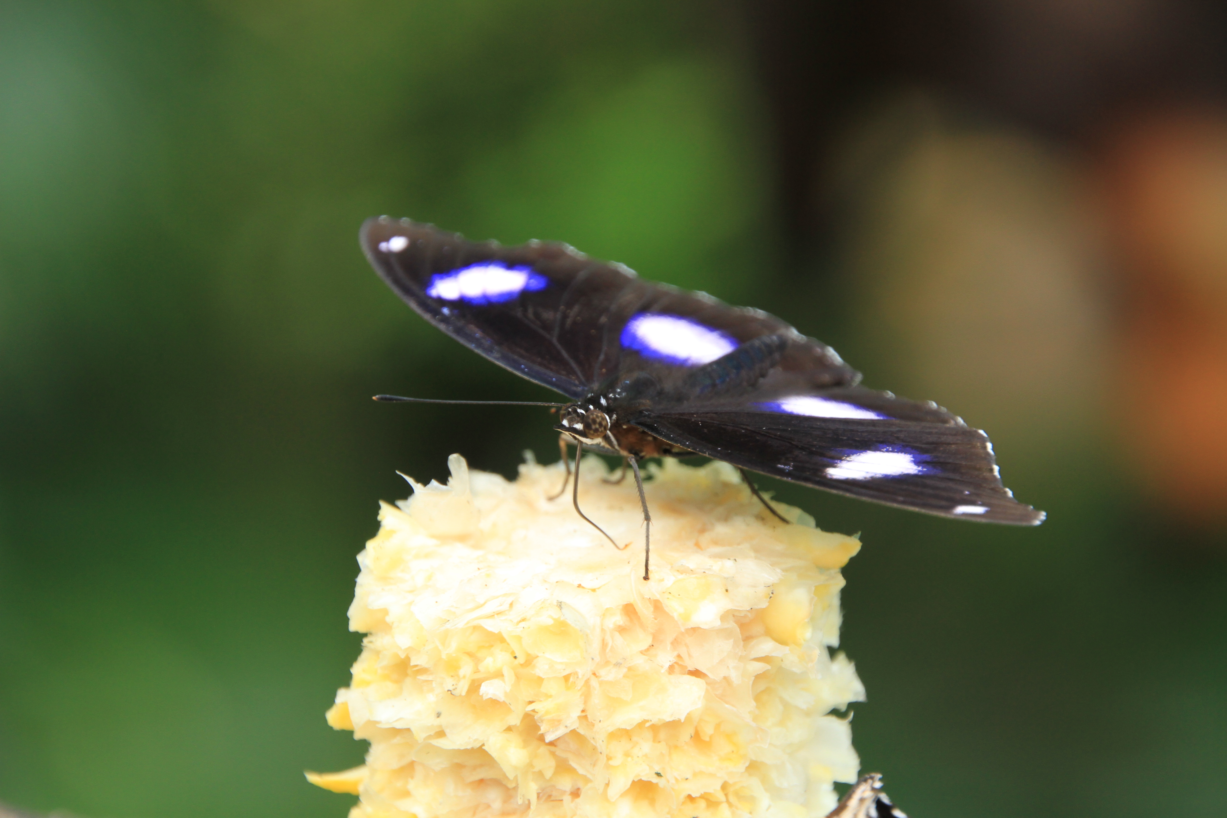 <b>トウモロコシの芯に止まっている鮮やかな蝶を撮影した。最大撮影倍率が1:3.8のため蝶を大きく撮影することができた。加えて最短撮影距離は49cmのため、蝶のようにすぐ逃げてしまう被写体も離れて楽々撮影できる。また、強力な手ブレ補正機構のおかげで、1/20秒でもブレることなく撮影ができた。18-270mm F3.5-6.3 Di II VC PZD / EOS 7D / 5,184×3,456 / 1/20秒 / F8 / 0EV / ISO400 / 絞り優先AE / WB:太陽光 / 270mm</b>