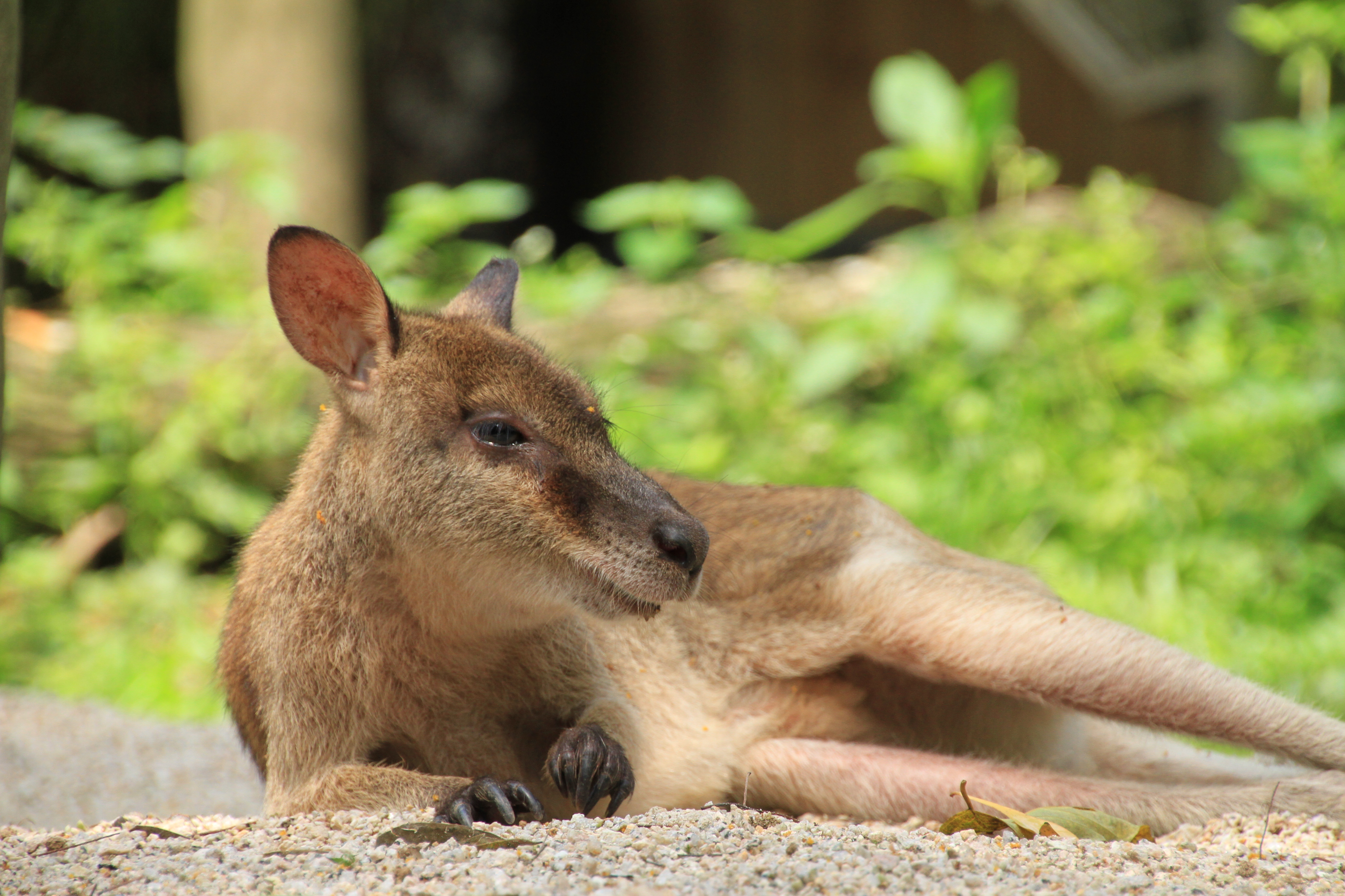 <b>カンガルーをローアングルで撮影。ライブビューを使って撮影しても、ストレス無くAFでピント合わせを行なえた。開放から少し絞ることで劇的にシャープになる。18-270mm F3.5-6.3 Di II VC PZD / EOS 7D / 5,184×3,456 / 1/160秒 / F7 / +0.3EV / ISO640 / 絞り優先AE / WB:太陽光 / 270mm</b>