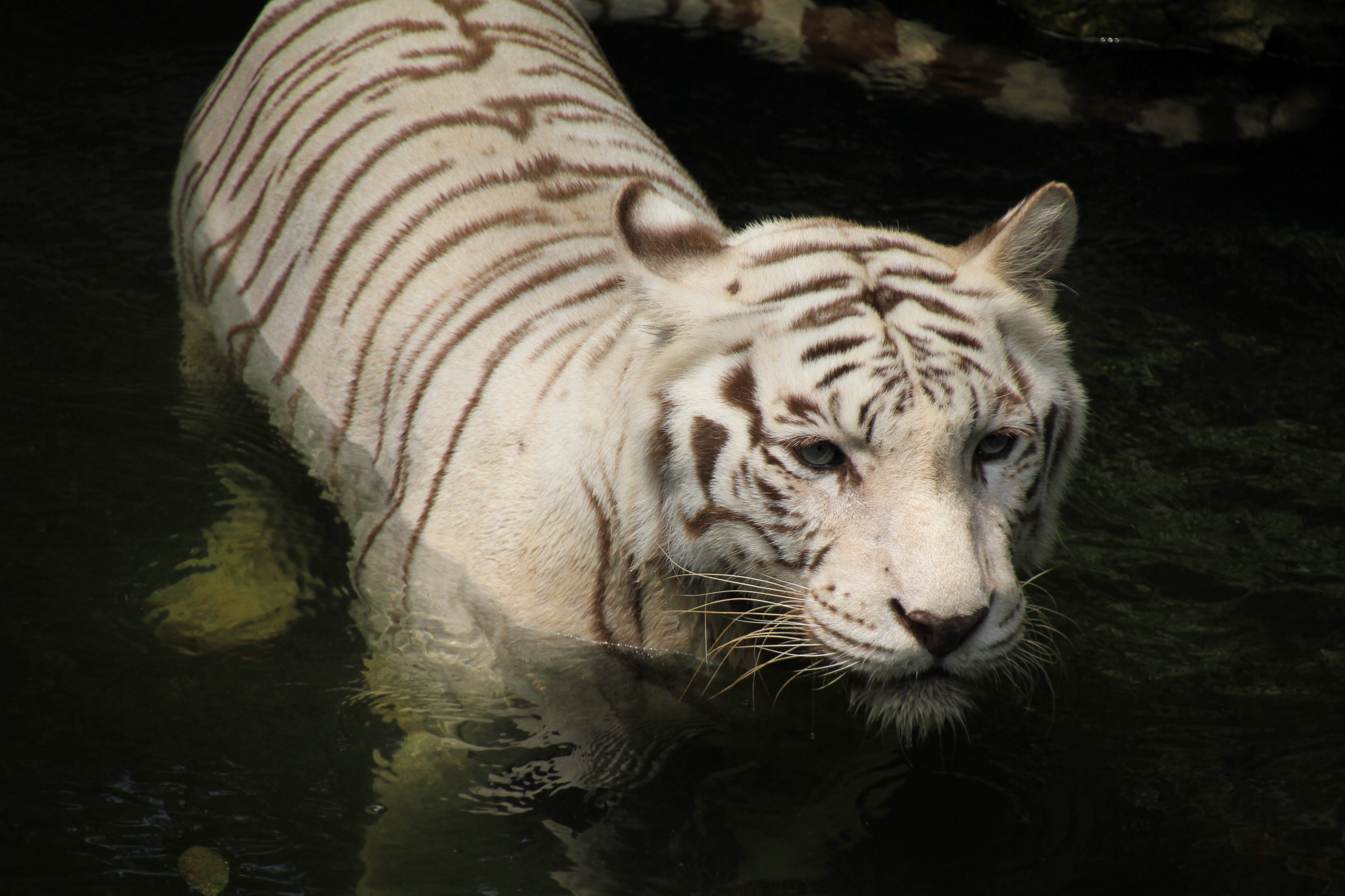 <b>ホワイトタイガーが水浴びをしている姿を撮影。絞り開放でも髭などの細かい部分までしっかり解像している。18-270mm F3.5-6.3 Di II VC PZD / EOS 7D / 5,184×3,456 / 1/1000秒 / F6.3 / -0.3EV / ISO400 / 絞り優先AE / WB:太陽光 / 270mm</b>