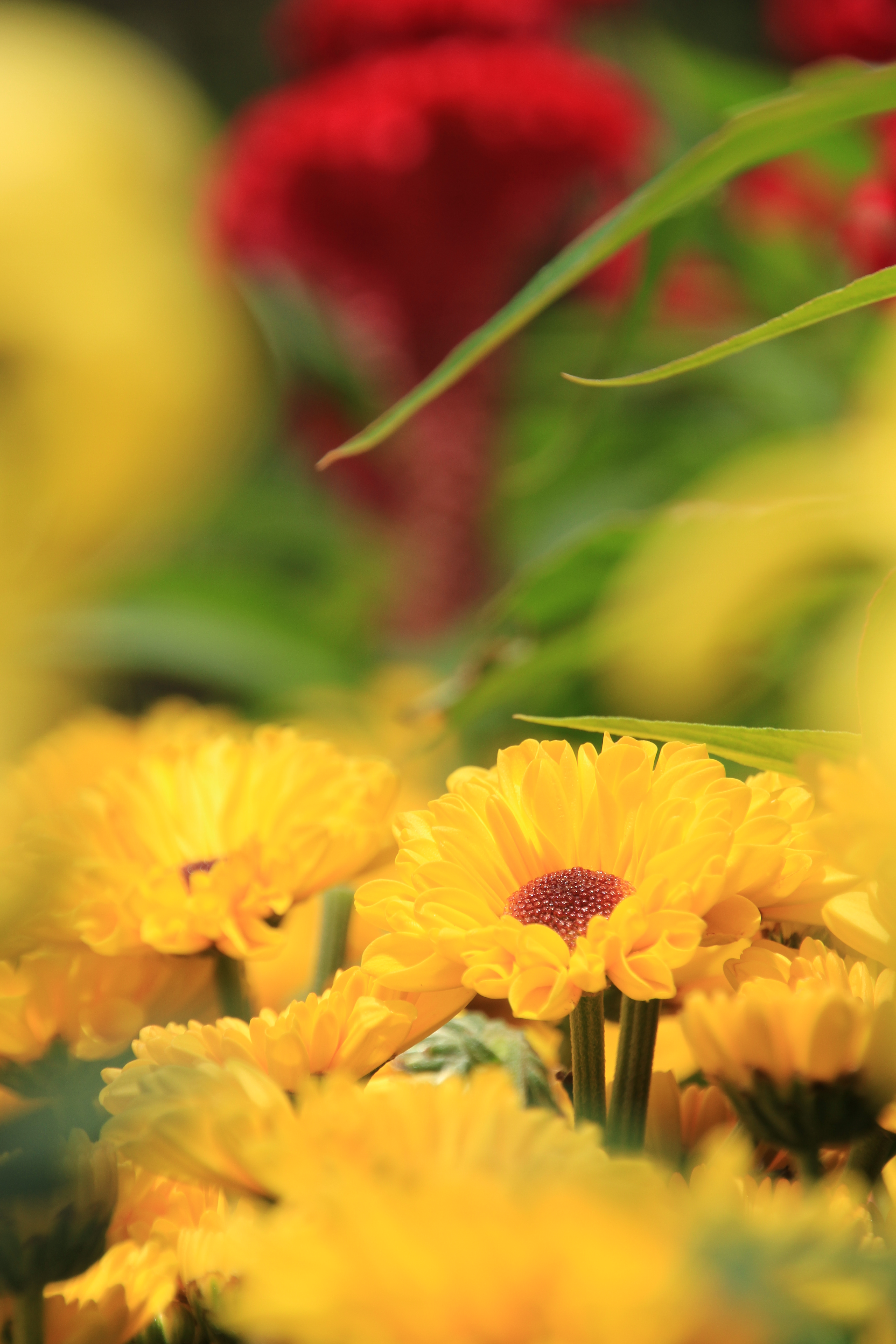 <b>バードパークの花壇に咲いていた花を撮影。前ボケと後ボケを活かして被写体の花を強調した。ボケは柔らかく美しい。18-270mm F3.5-6.3 Di II VC PZD / EOS 7D / 3,456×5,184 / 1/320秒 / F7 / +0.7EV / ISO100 / 絞り優先AE / WB:太陽光 / 246mm</b>