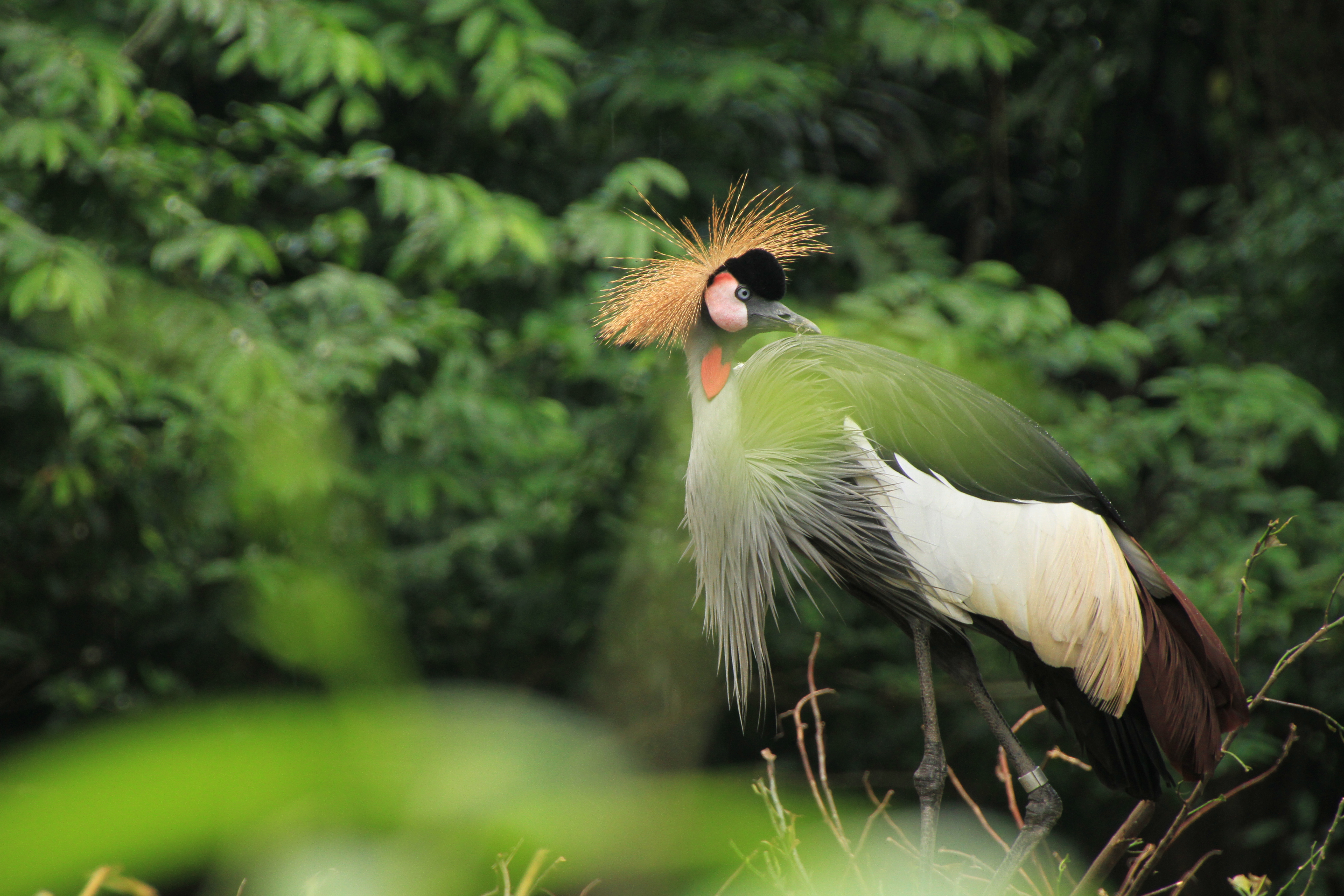 <b>シンガポール動物園にいた大きな鳥を撮影。望遠端で撮影しても、高感度と手ブレ補正機構「VC」のおかげでクッキリとシャープに撮影することができた。18-270mm F3.5-6.3 Di II VC PZD / EOS 7D / 5,184×3,456 / 1/160秒 / F7 / -0.3EV / ISO640 / 絞り優先AE / WB:くもり / 270mm</b>