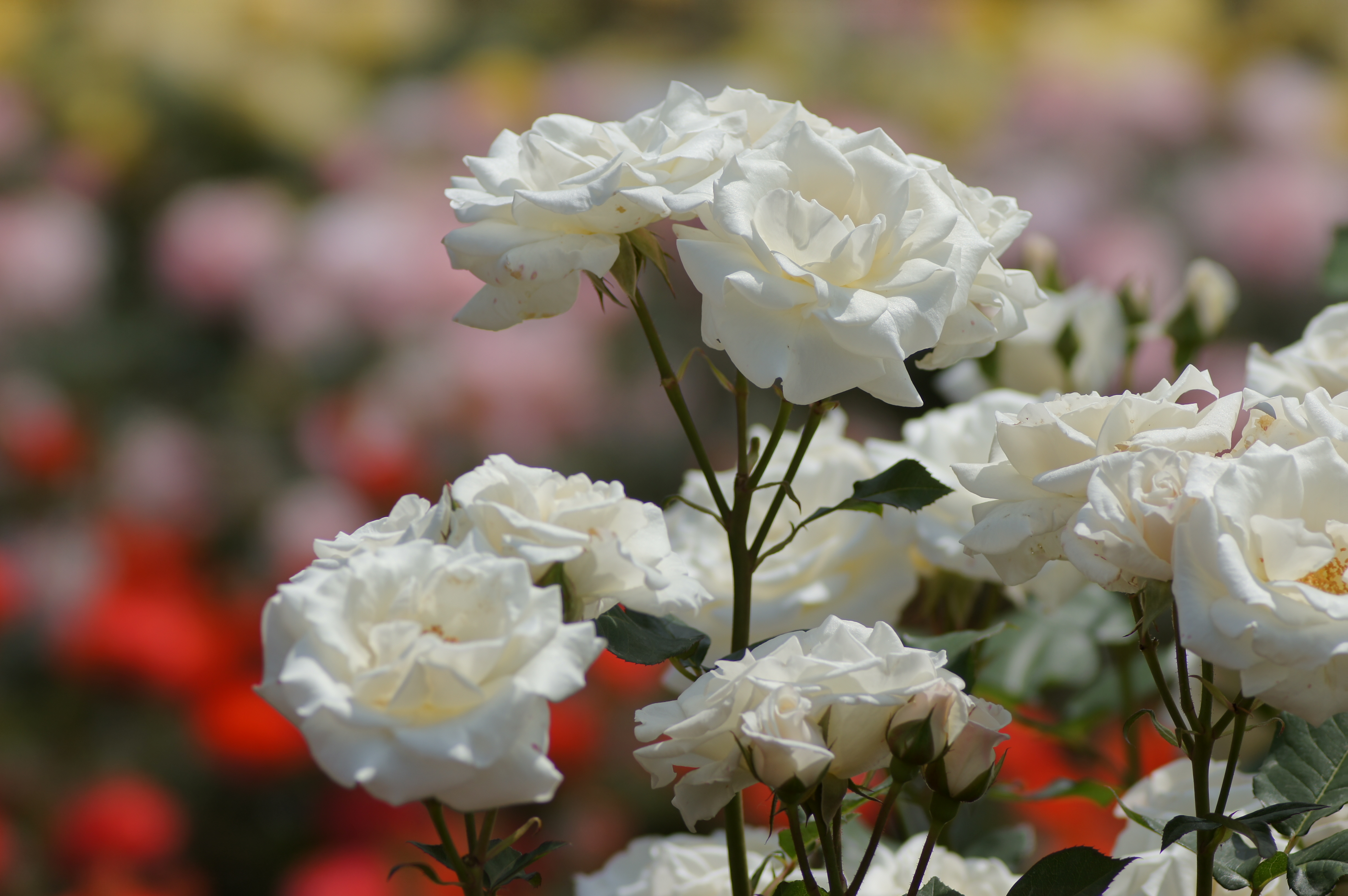 <b>α55 / 135mm F2.8[T4.5]STF / 4,912×3,264 / 1/800秒 / F5.6 / 0EV / ISO100 / 絞り優先AE / WB:オート / 135mm</b>