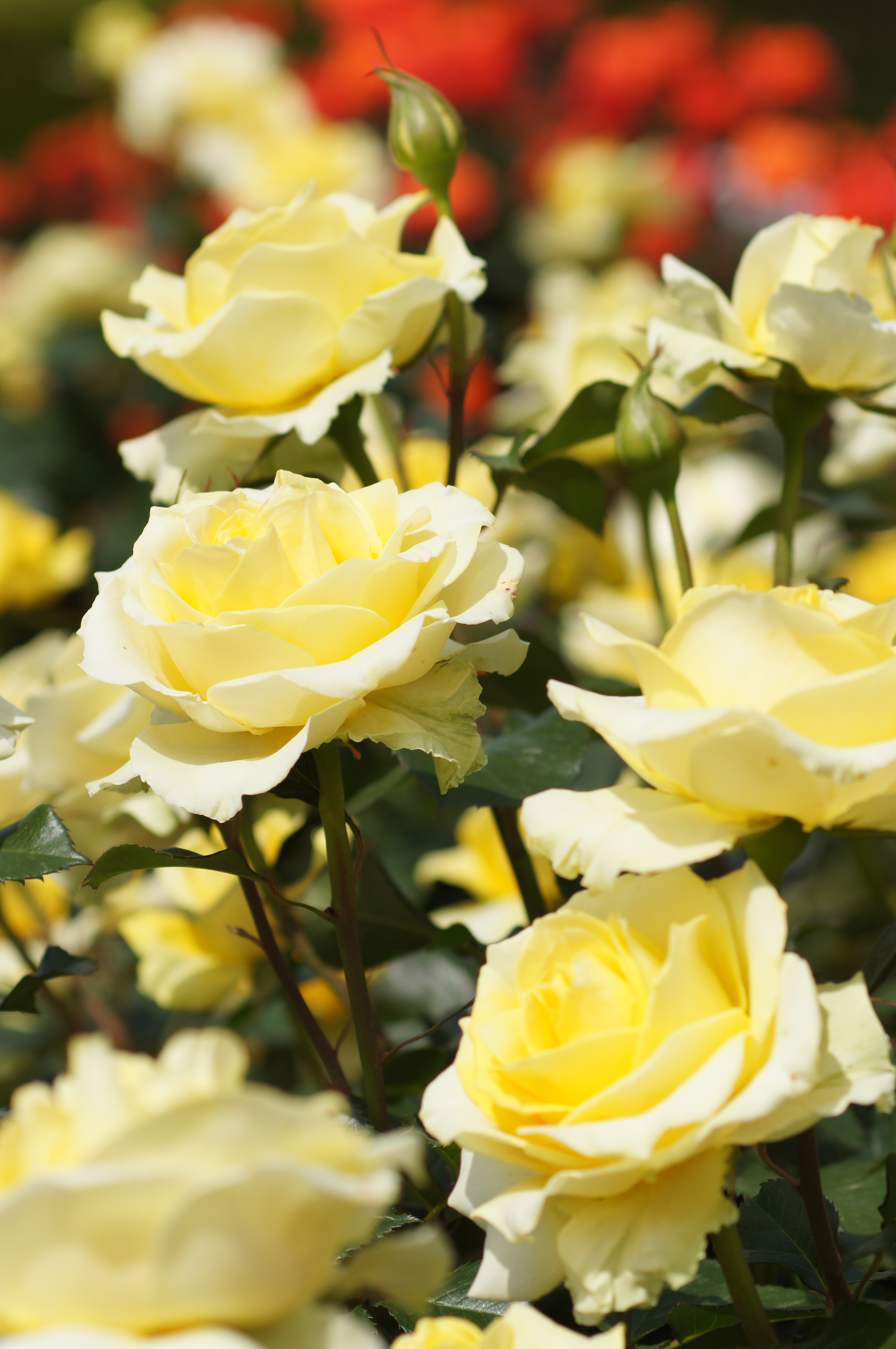 <b>α55 / SOFTFOCUS 100mm F2.8 / 3,264×4,912 / 1/1,250秒 / F5 / 0EV / ISO100 / 絞り優先AE / WB:オート / 100mm</b>