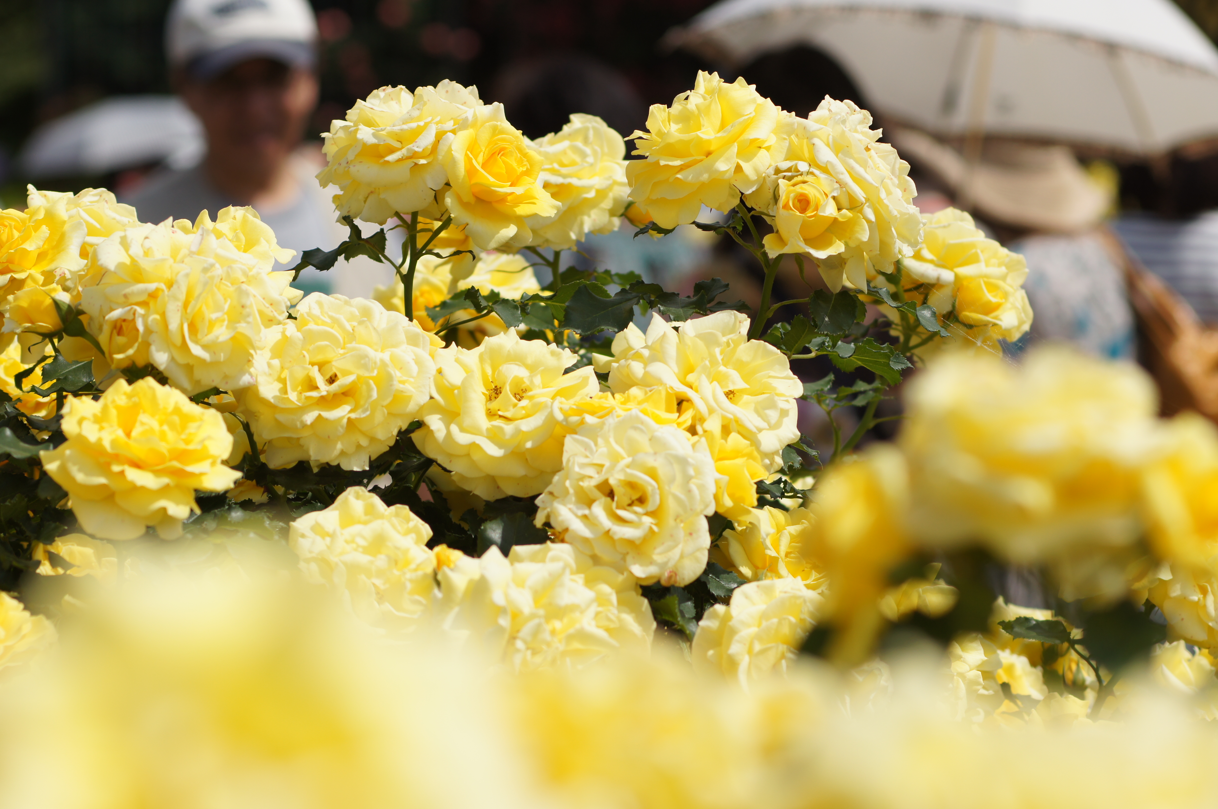 <b>α55 / SOFTFOCUS 100mm F2.8 / 4,912×3,264 / 1/1,000秒 / F5.6 / 0EV / ISO100 / 絞り優先AE / WB:太陽光 / 100mm</b>