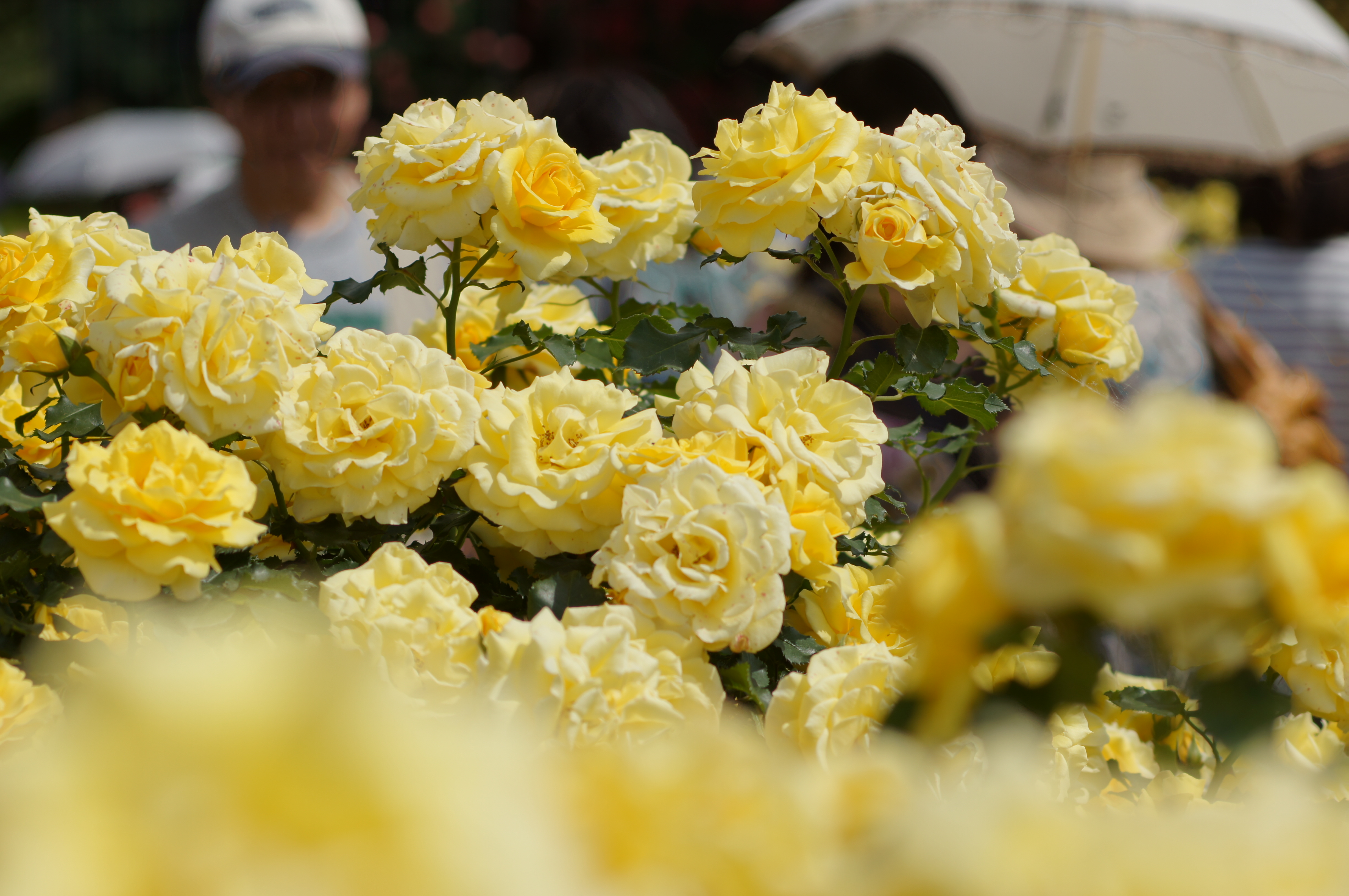 <b>α55 / SOFTFOCUS 100mm F2.8 / 4,912×3,264 / 1/1,000秒 / F5.6 / 0EV / ISO100 / 絞り優先AE / WB:太陽光 / 100mm</b>