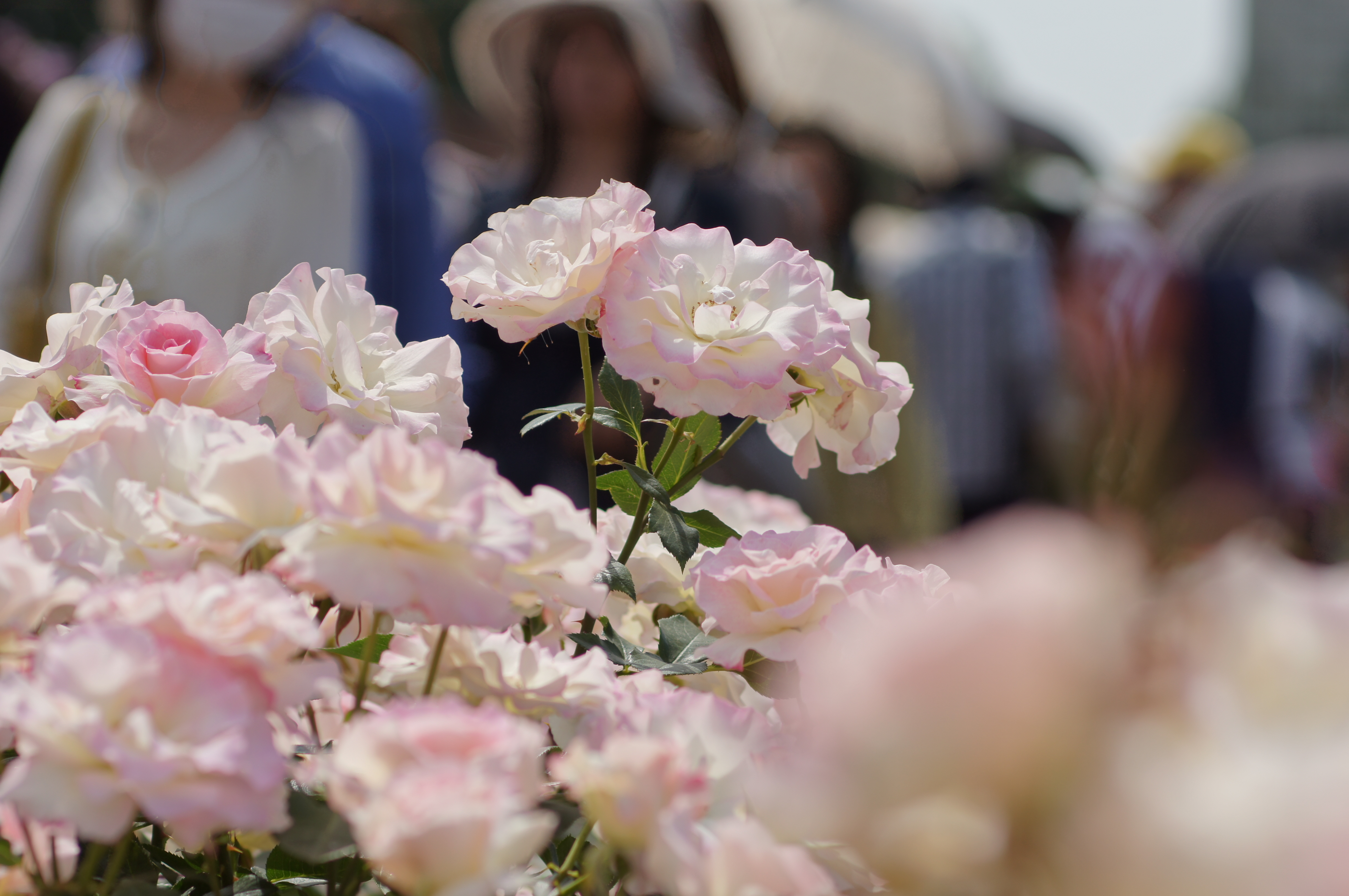 <b>α55 / SOFTFOCUS 100mm F2.8 / 4,912×3,264 / 1/1,000秒 / F4.5 / 0EV / ISO100 / 絞り優先AE / WB:太陽光 / 100mm</b>