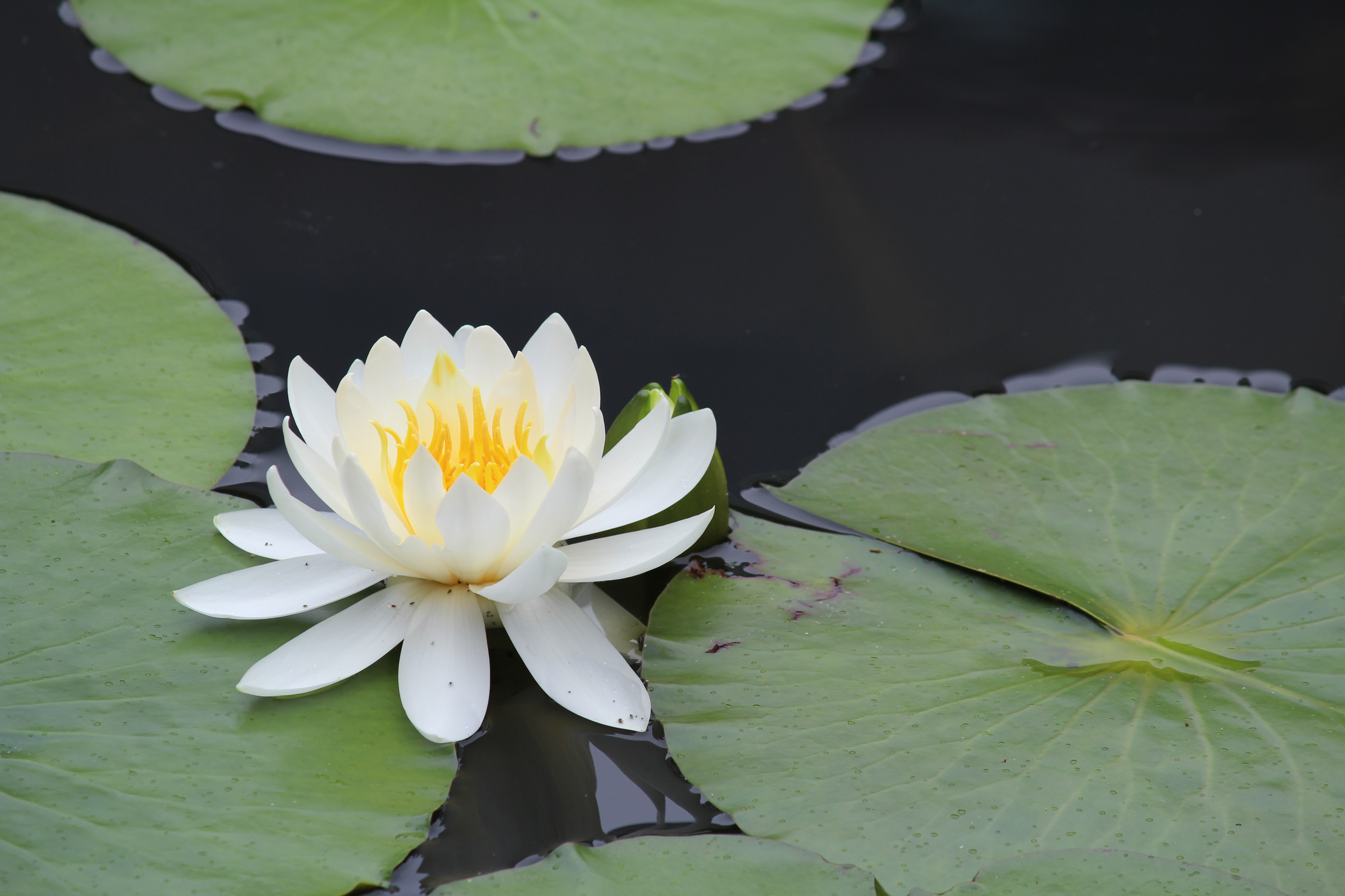 <b>【EOS Kiss X5】オートライティングオプティマイザ：標準 / EF-S 55-250mm F4-5.6 IS / 約4.3MB / 5,184×3,456 / 1/125秒 / F8 / 0.0EV / ISO100 / WB:オート / 194mm</b>