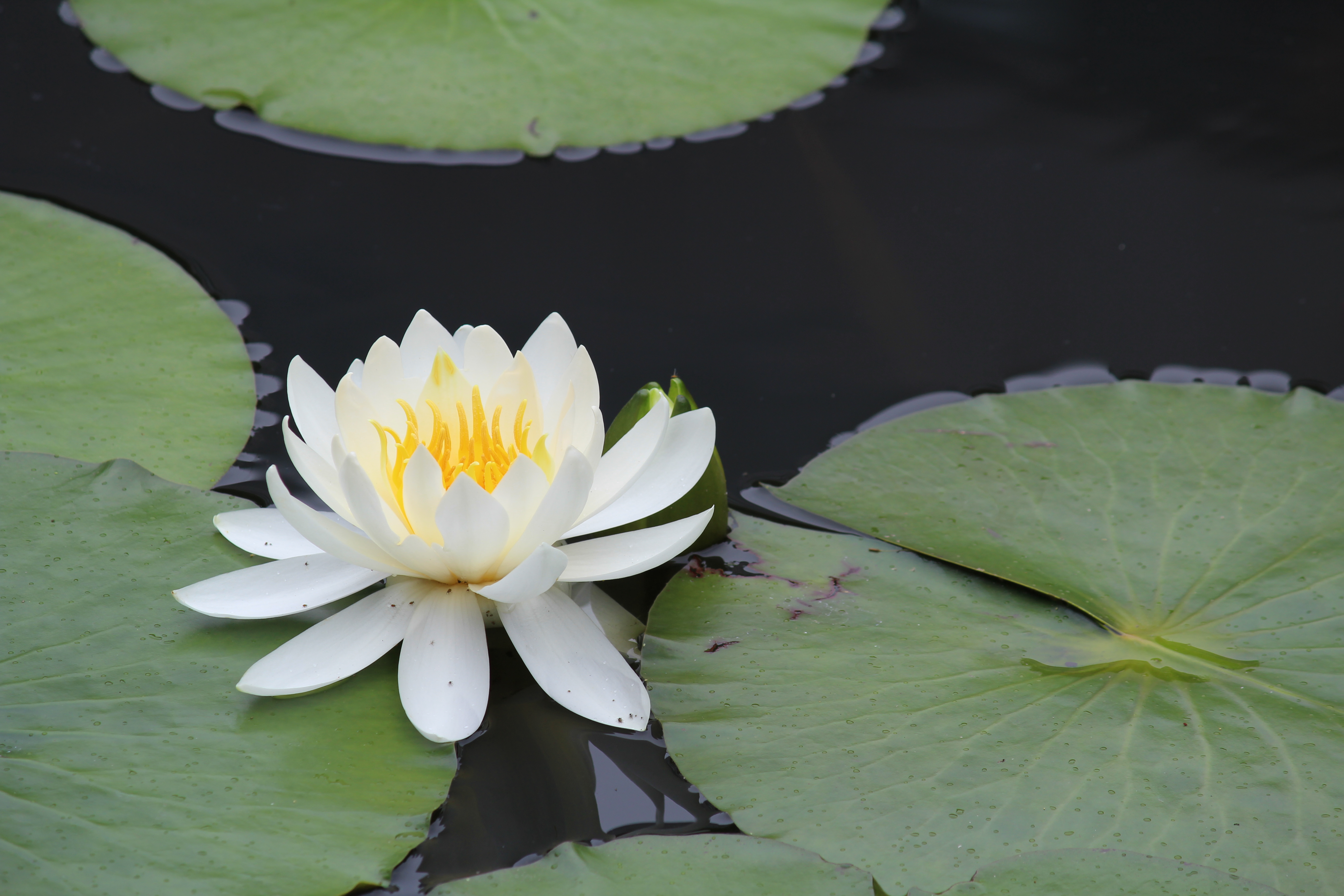 <b>【EOS Kiss X5】オートライティングオプティマイザ：強め / EF-S 55-250mm F4-5.6 IS / 約4.1MB / 5,184×3,456 / 1/125秒 / F8 / 0.0EV / ISO100 / WB:オート / 194mm</b>