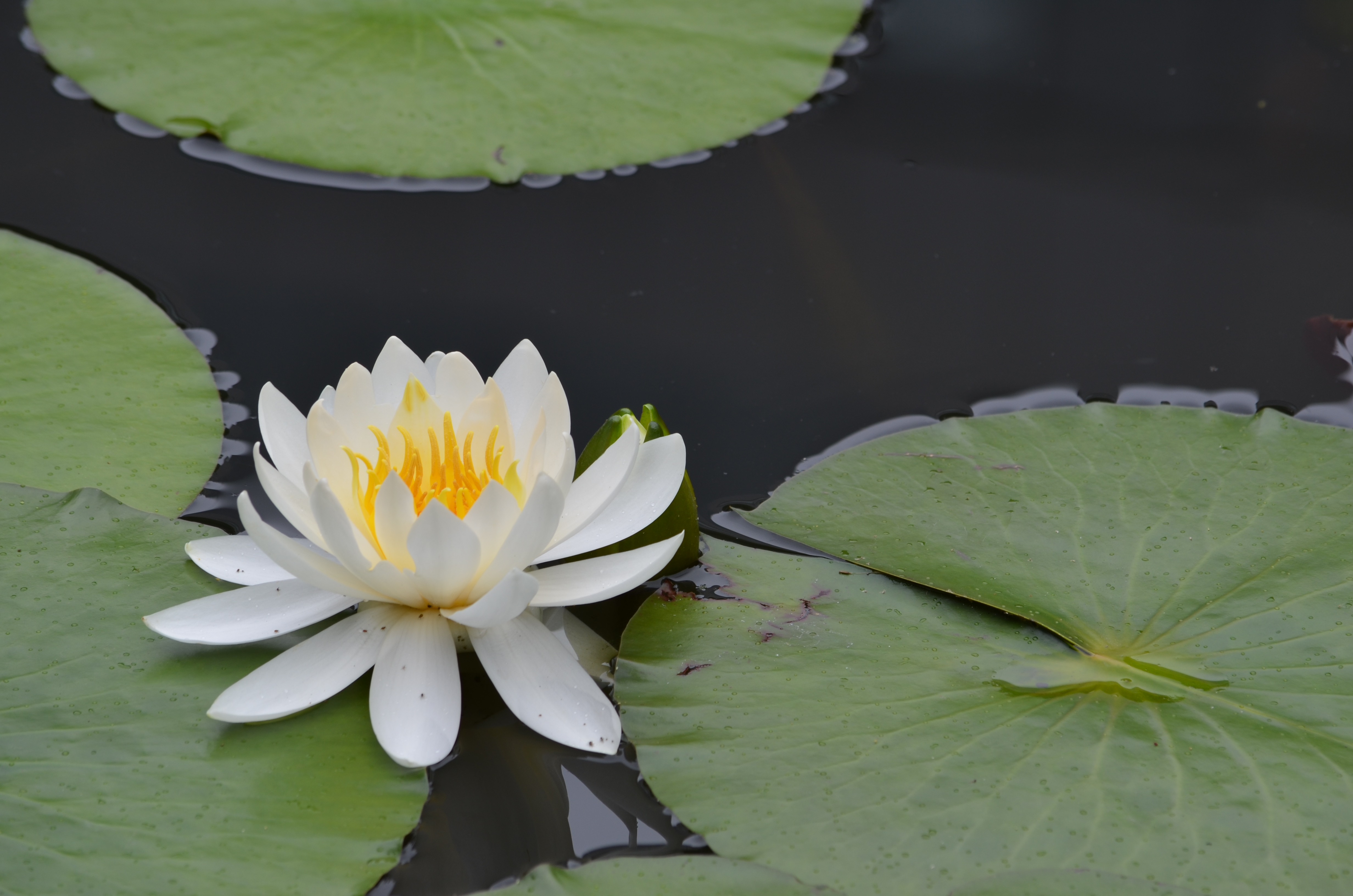 <b>【D5100】アクティブD-ライティング：標準 / AF-S DX NIKKOR 55-300mm F4.5-5.6 G ED VR / 約3.8MB / 4,928×3,264 / 1/125秒 / F8 / 0.0EV / ISO100 / WB:オート / 200mm</b>