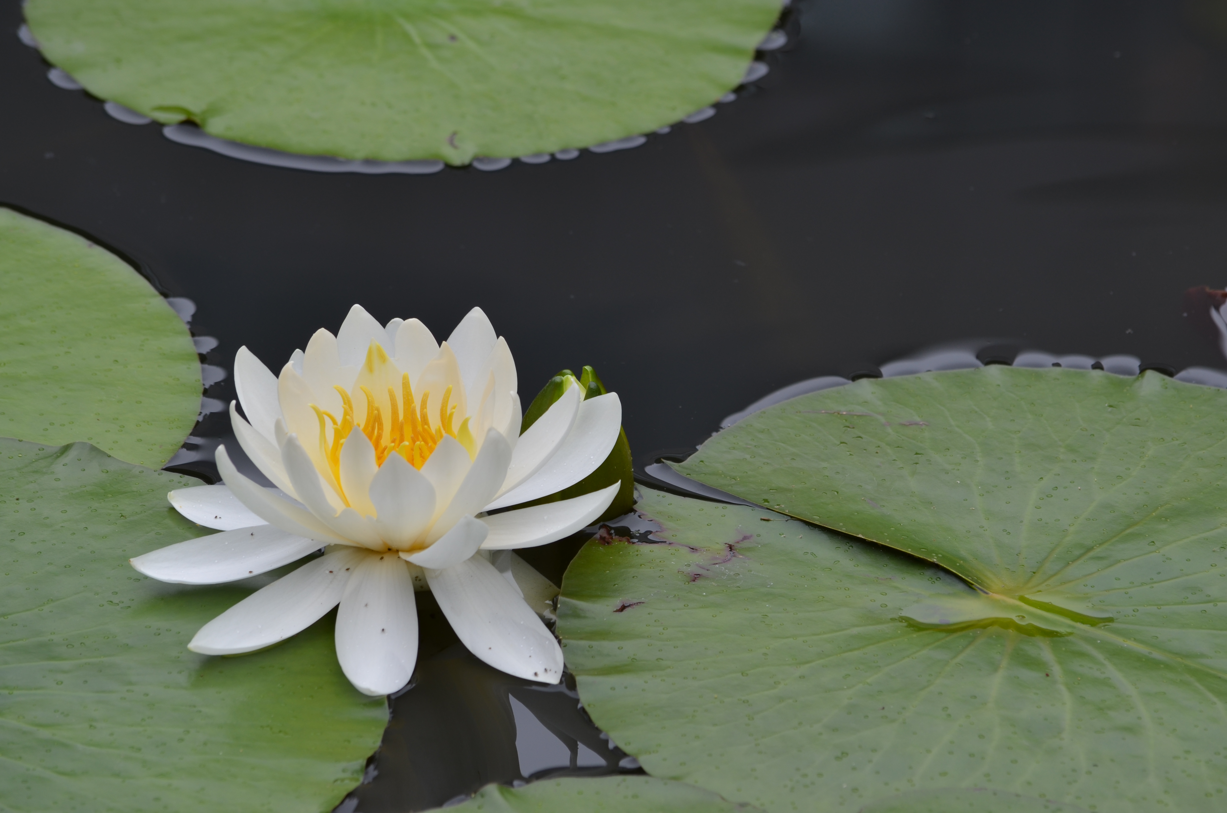 <b>【D5100】アクティブD-ライティング：強め / AF-S DX NIKKOR 55-300mm F4.5-5.6 G ED VR / 約4.0MB / 4,928×3,264 / 1/160秒 / F8 / 0.0EV / ISO100 / WB:オート / 200mm</b>