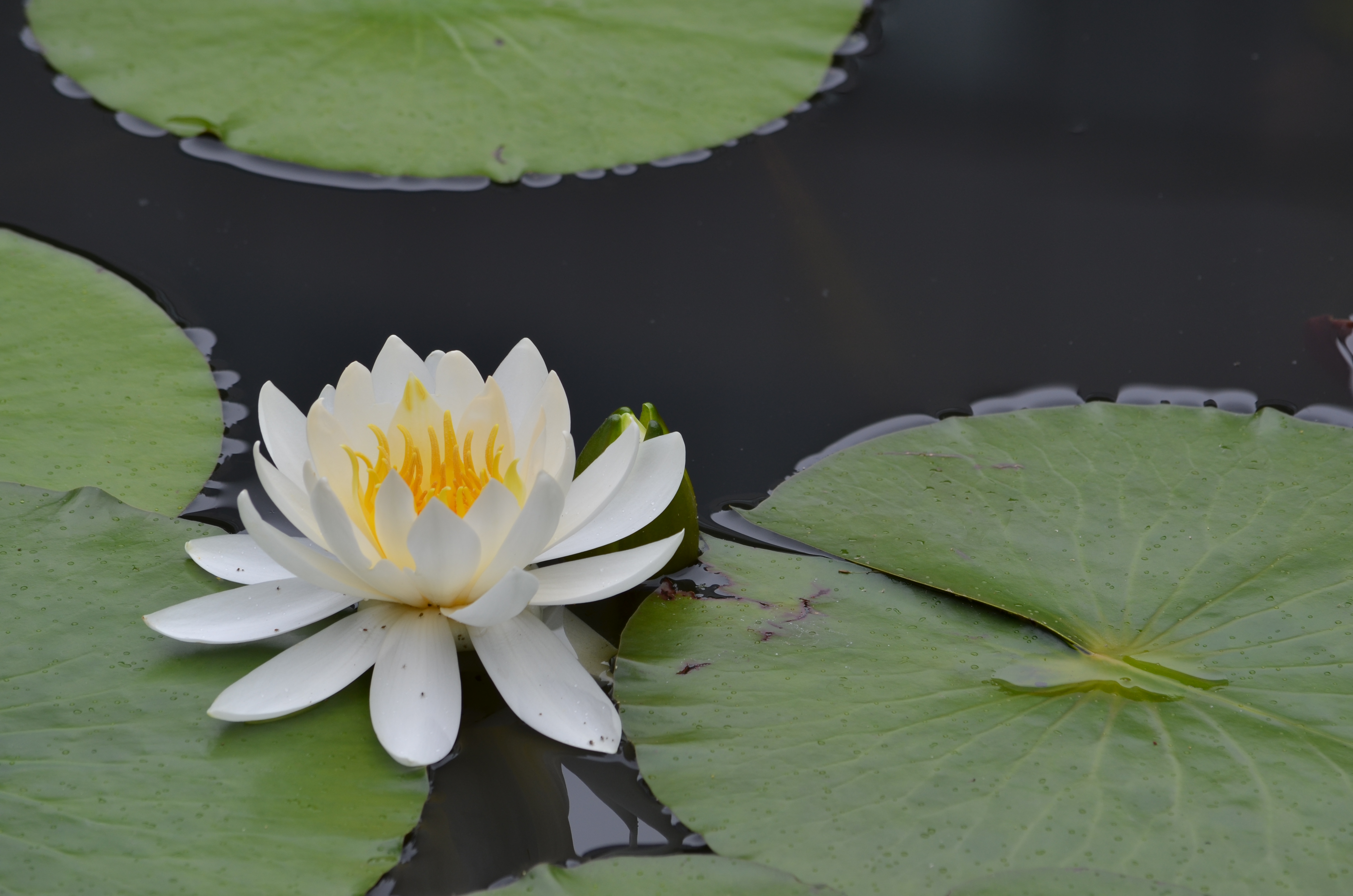 <b>【D5100】アクティブD-ライティング：より強め / AF-S DX NIKKOR 55-300mm F4.5-5.6 G ED VR / 約4.2MB / 4,928×3,264 / 1/250秒 / F8 / 0.0EV / ISO100 / WB:オート / 200mm</b>