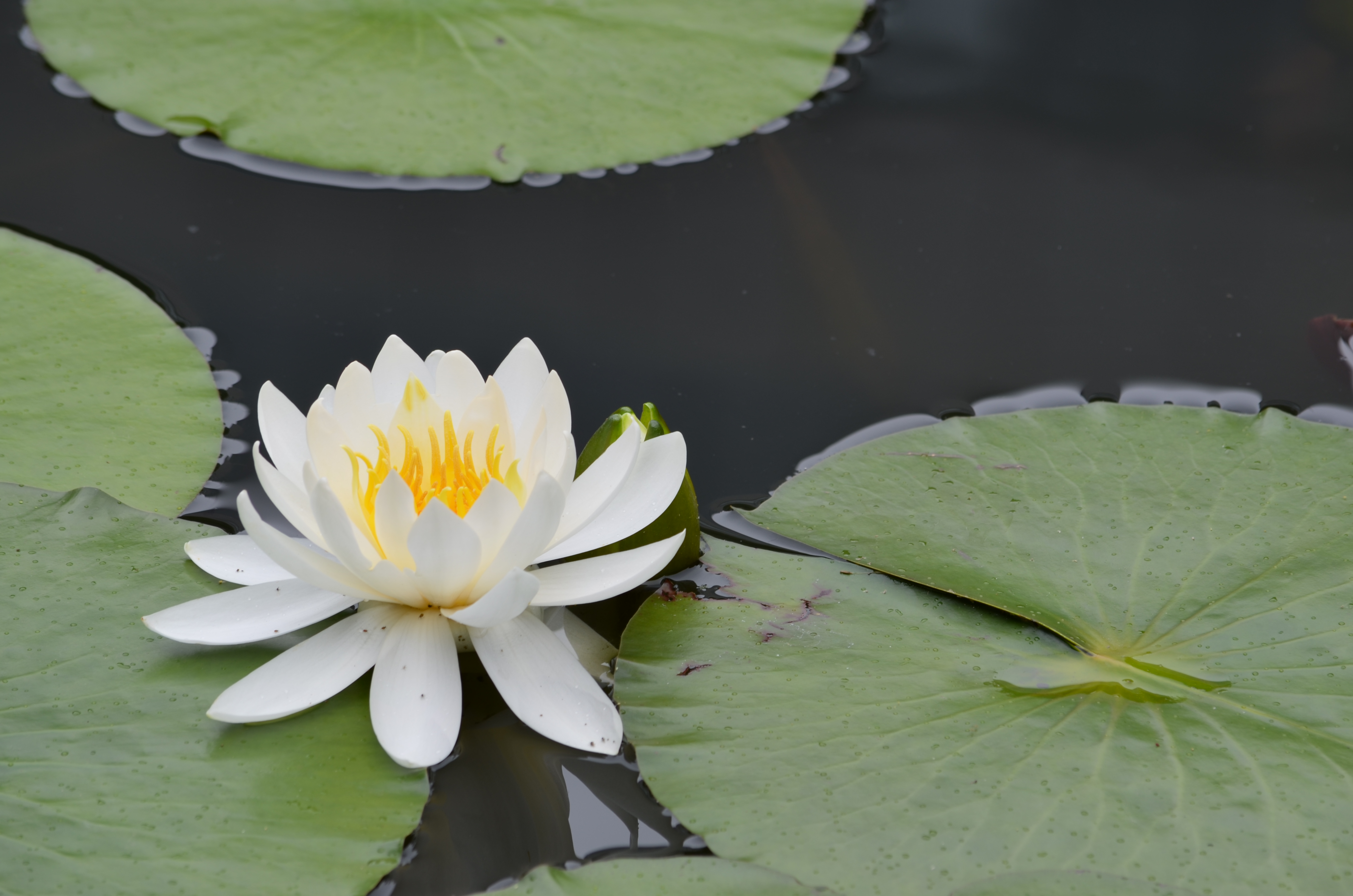 <b>【D5100】HDR 露出差:オート / AF-S DX NIKKOR 55-300mm F4.5-5.6 G ED VR / 約3.2MB / 4,928×3,264 / 1/100秒 / F8 / 0.0EV / ISO100 / WB:オート / 200mm</b>