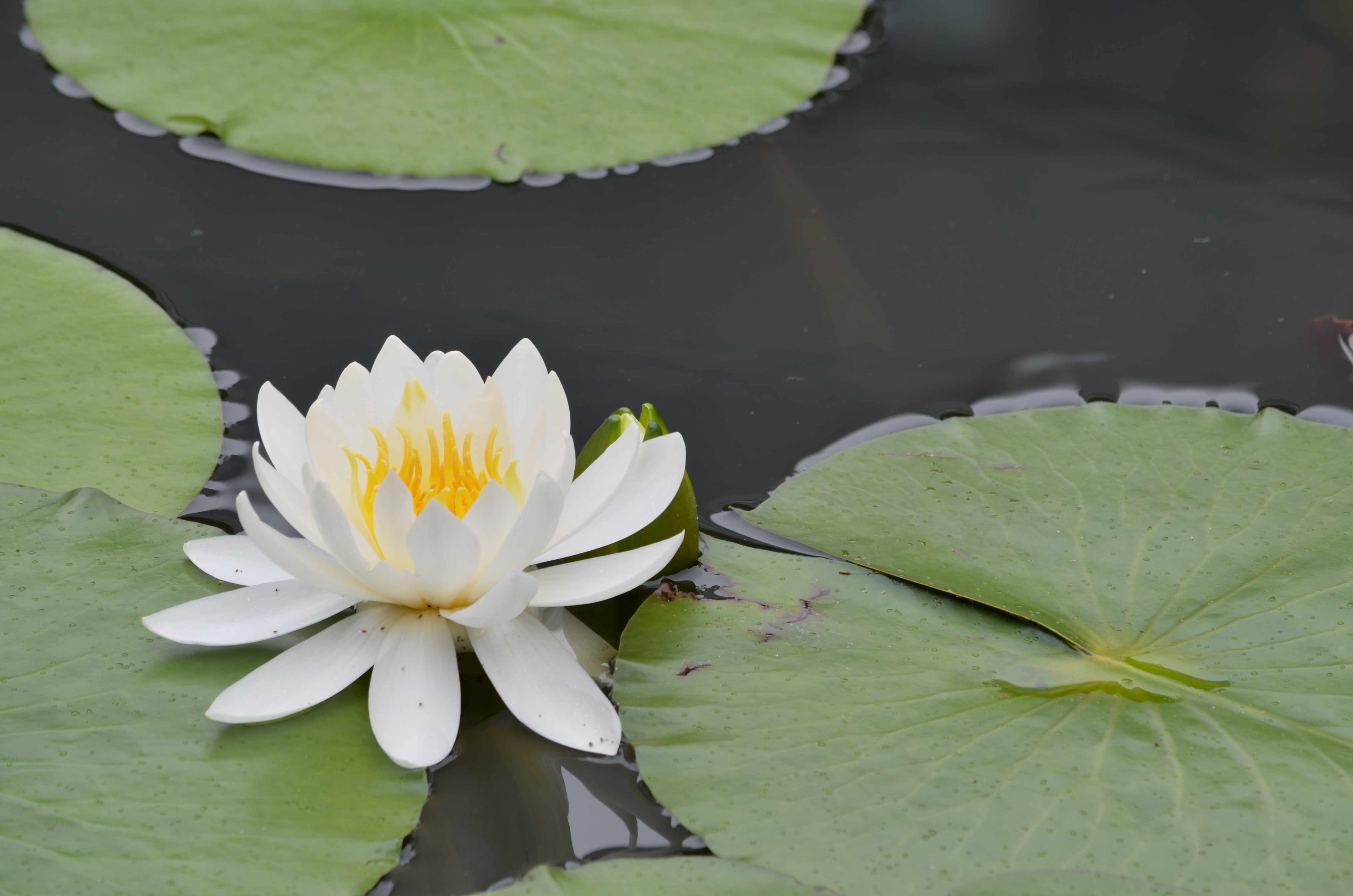 <b>【D5100】HDR 露出差:2EV / AF-S DX NIKKOR 55-300mm F4.5-5.6 G ED VR / 約3.2MB / 4,928×3,264 / 1/100秒 / F8 / 0.0EV / ISO100 / WB:オート / 200mm</b>