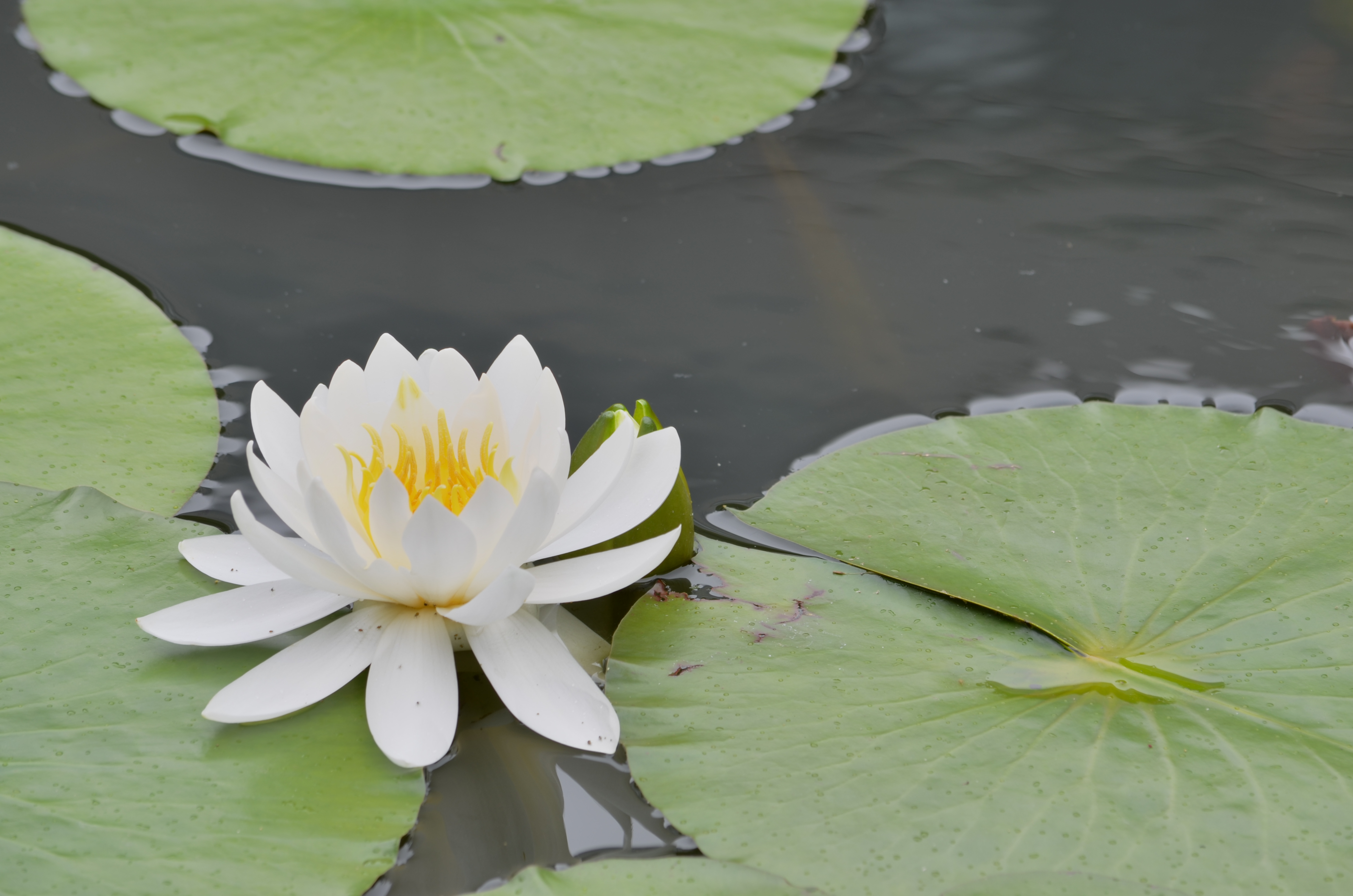 <b>【D5100】HDR 露出差:3EV / AF-S DX NIKKOR 55-300mm F4.5-5.6 G ED VR / 約3.2MB / 4,928×3,264 / 1/100秒 / F8 / 0.0EV / ISO100 / WB:オート / 200mm</b>