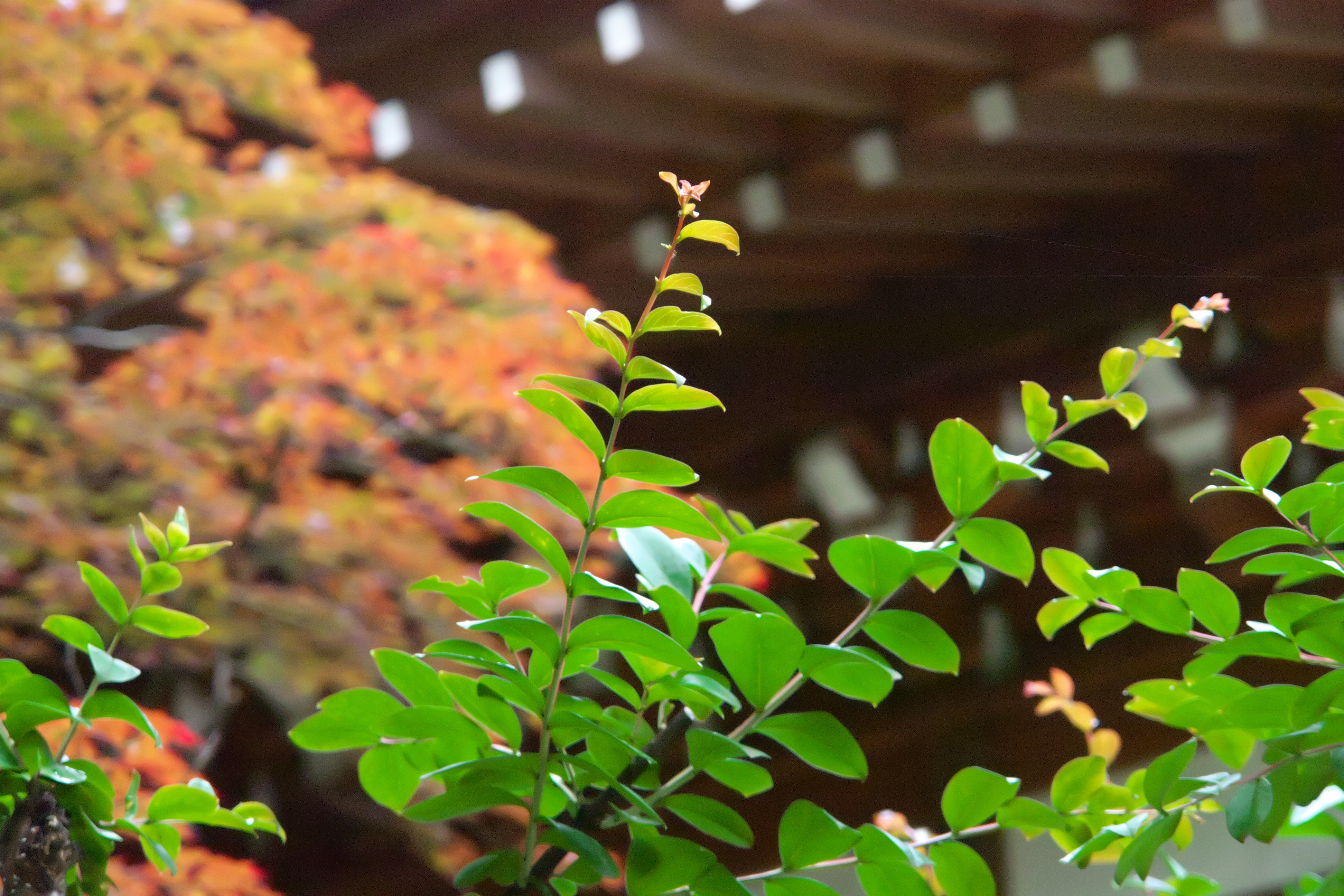 <b>RAWから現像してJPEGで保存。DSC-R1 / 約4.7MB / 3,888×2,592 / 1/200秒 / F4.8 / -0.3EV / ISO3200 / WB:オート / 71.5mm</b>