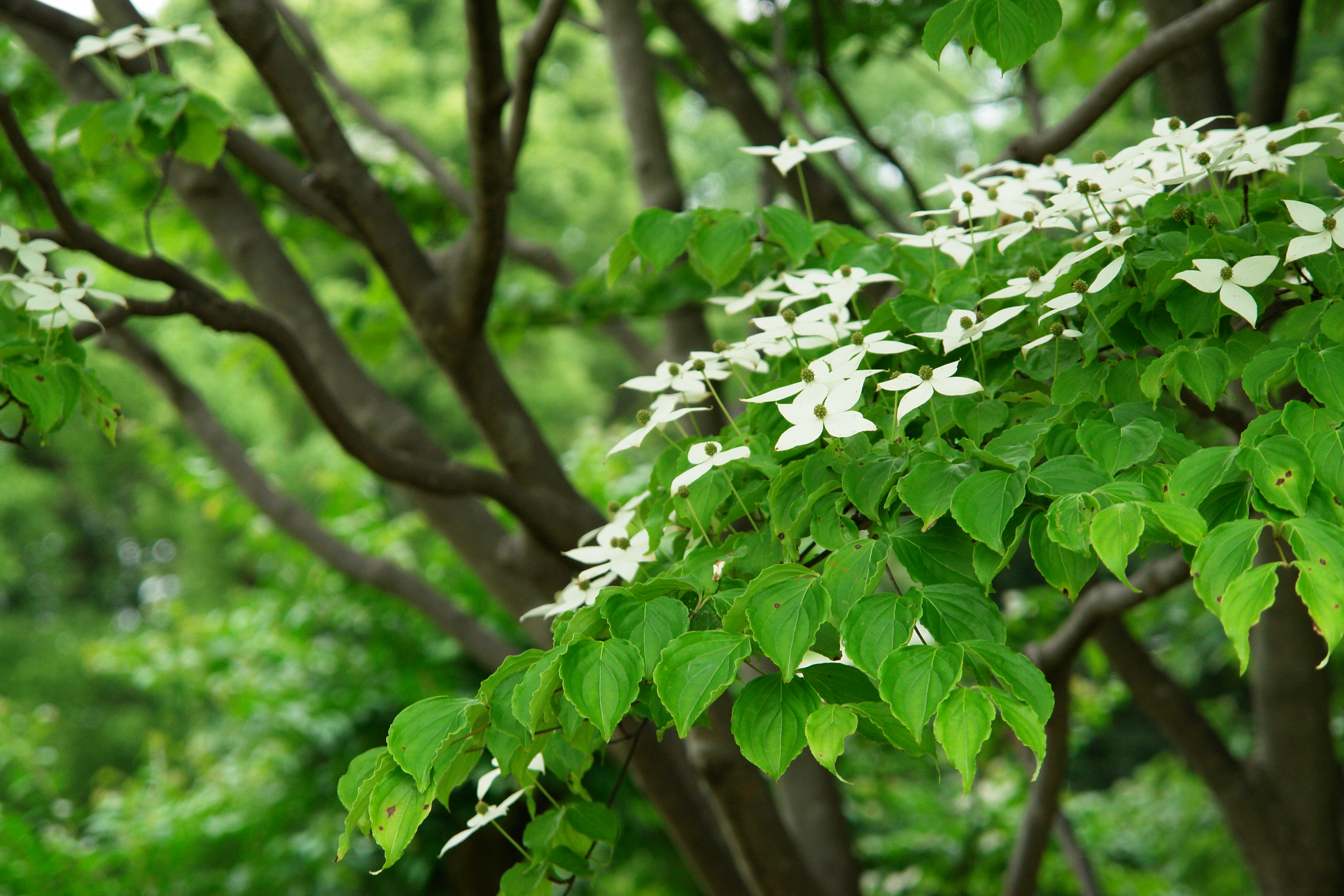 <b>DSC-R1 / 約4.1MB / 3,888×2,592 / 1/60秒 / F4.8 / 0.0EV / ISO400 / WB:太陽光 / 71.5mm</b>