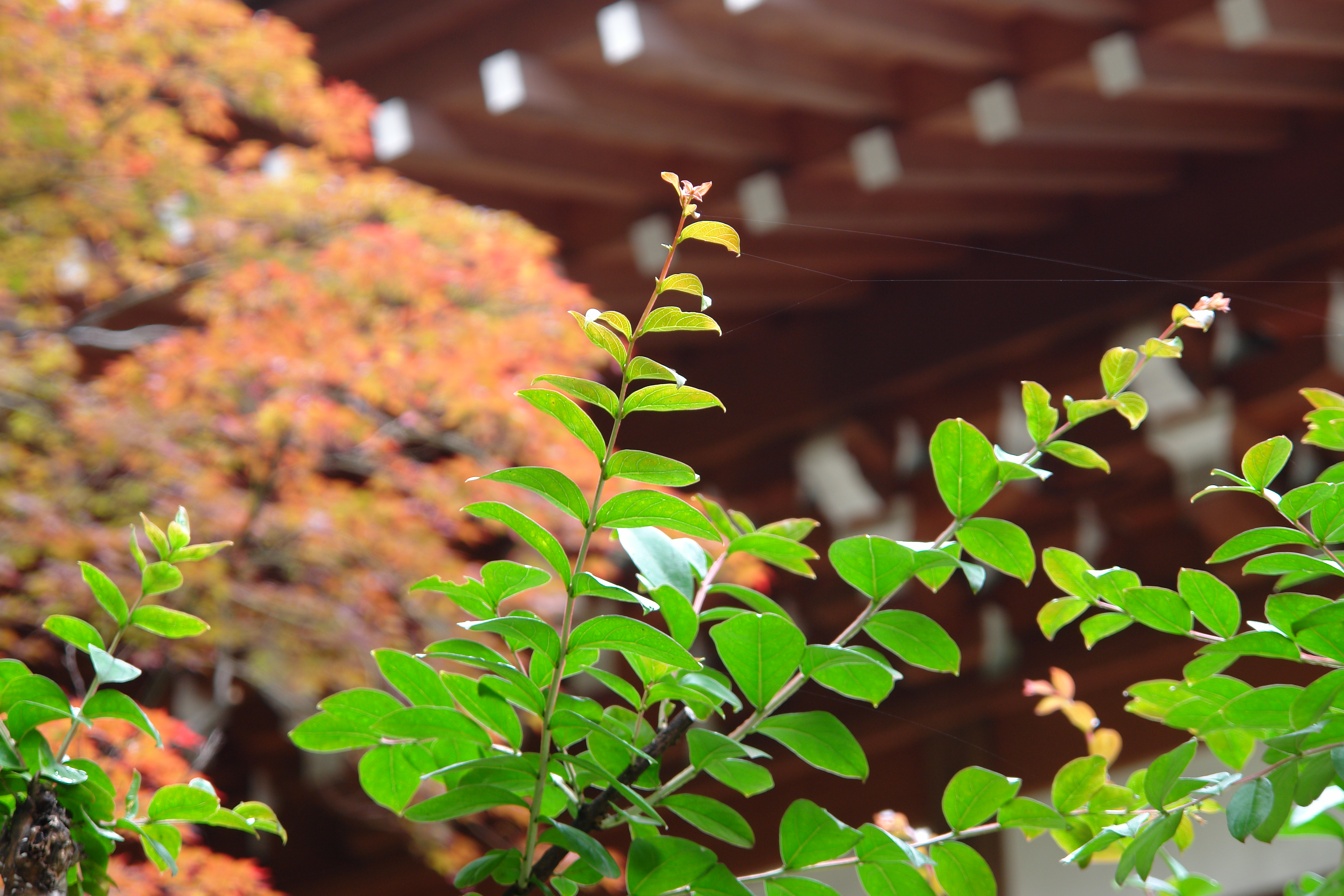 <b>ISO160 / DSC-R1 / 約3.7MB / 3,888×2,592 / 1/10秒 / F4.8 / -0.3EV / WB:オート / 71.5mm</b>
