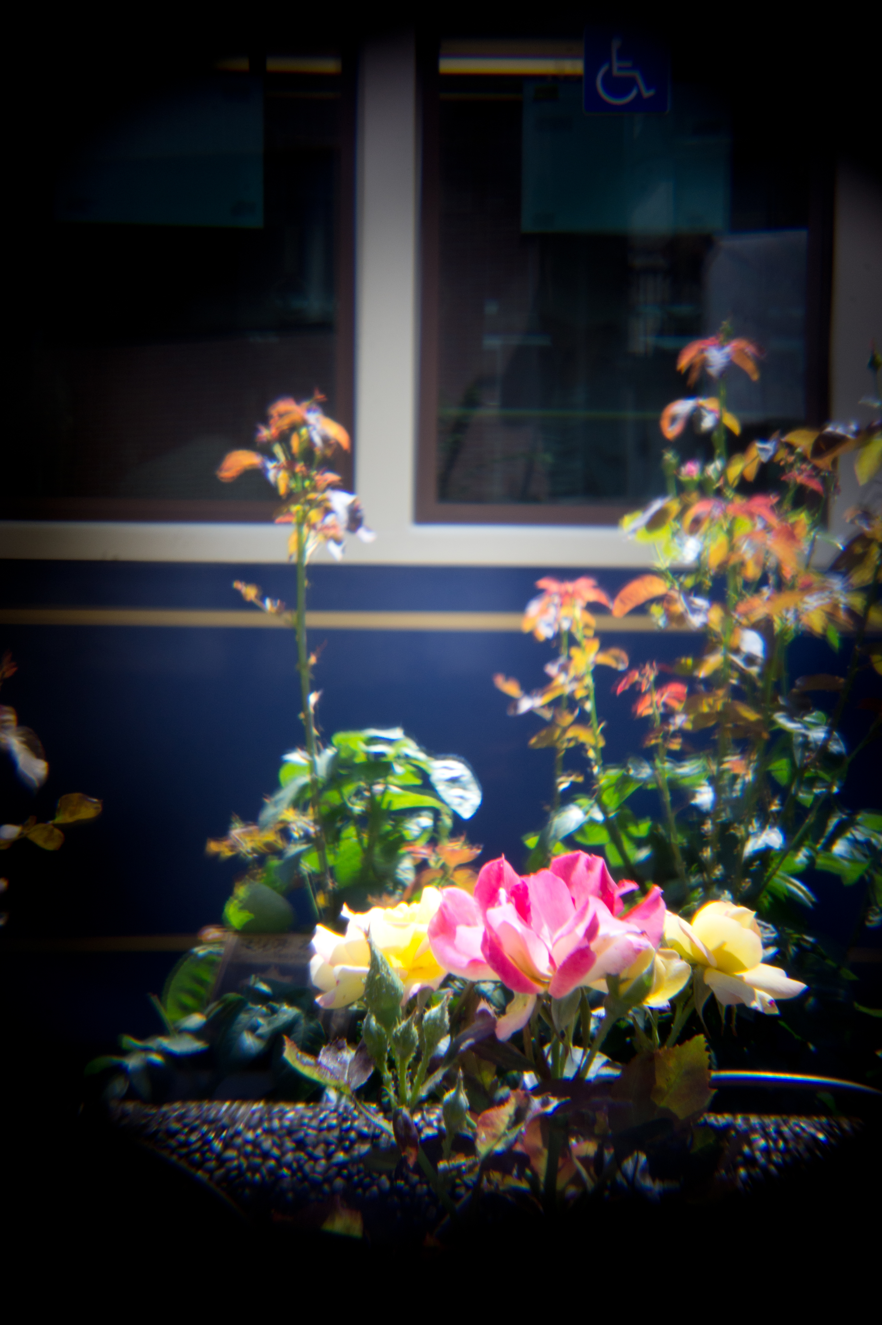 <b>NEX-5 / HL（W）-SN / 4,592×3,056 / 1/40秒 / 絞り固定 / 0EV / ISO200 / WB:オート / 25mm</b>