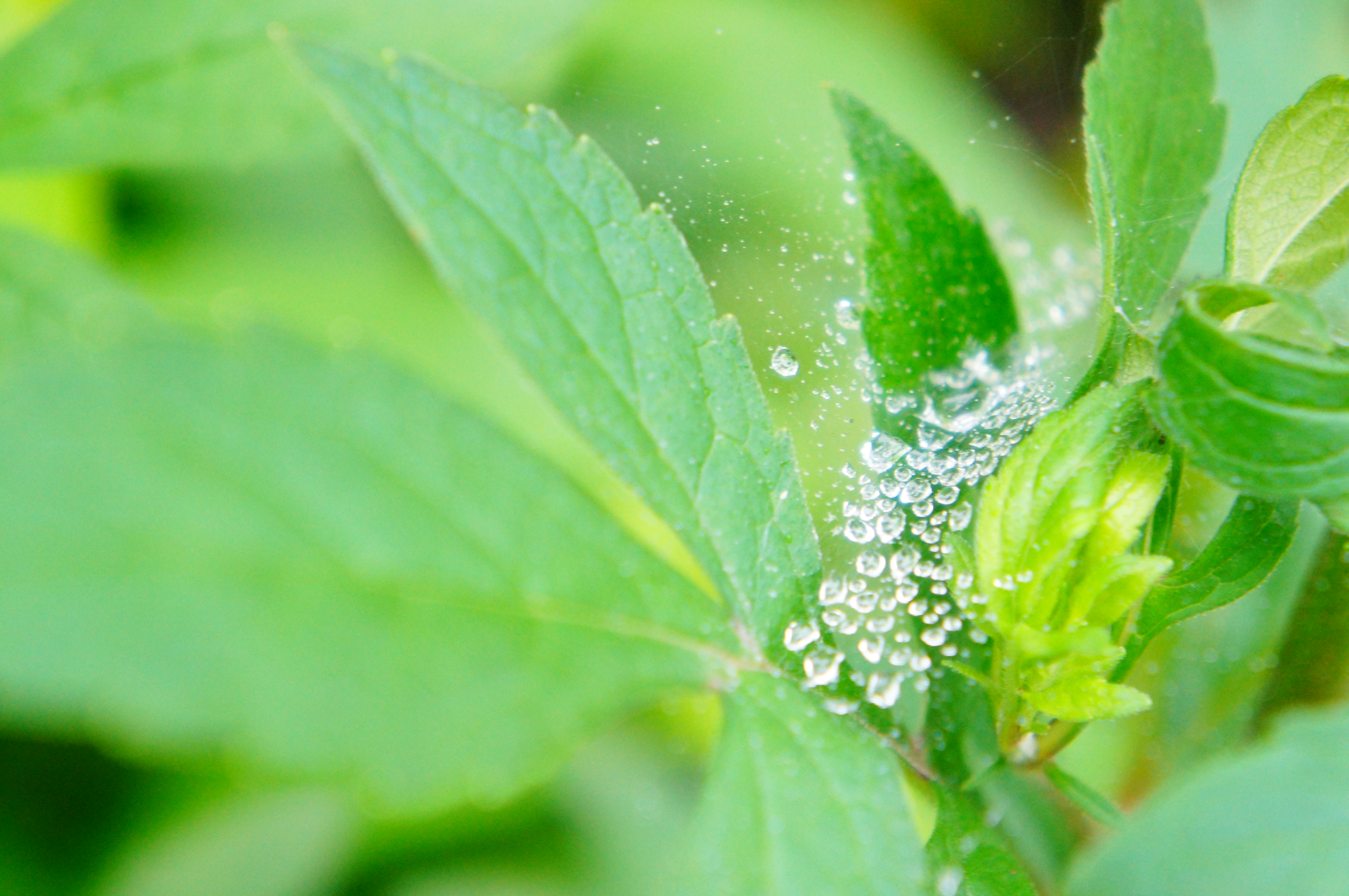 <b>　雨上がりの夕方、クモの巣に付いた水滴を撮影。ポップカラーで葉っぱをさらに鮮やかな緑色に! ピクチャーエフェクト:ポップカラー / NEX-C3 / E 18-55mm F3.5-5.6 OSS / 約5.1MB / 4,912×3,264 / 1/80秒 / F5.6 / +0.7EV / ISO1600 / WB:オート / 55mm</b>