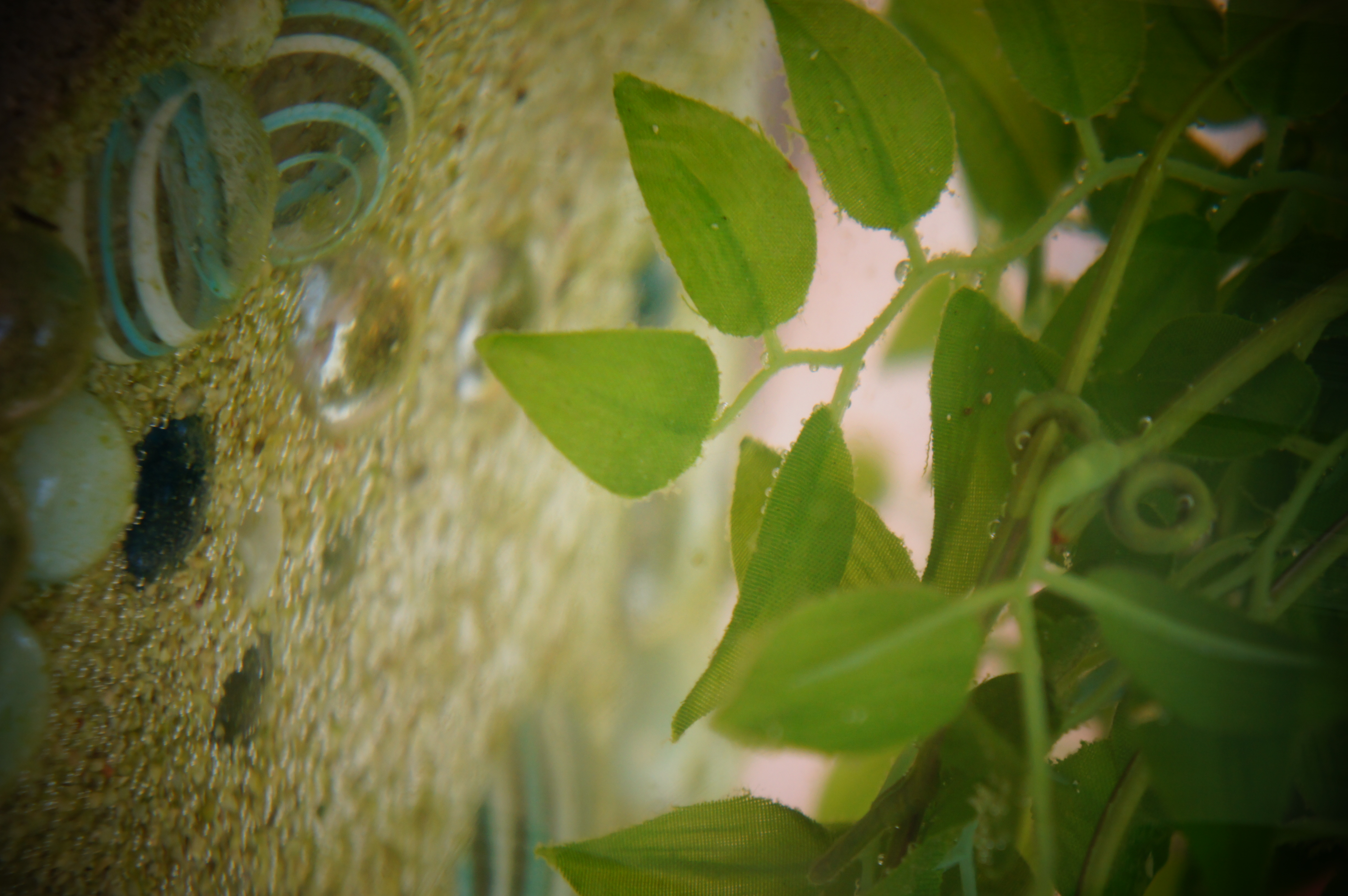 <b>水槽をガラス越しに撮影。トイフォトで写り込みや造花のアラをさりげなくカット（笑）! ピクチャーエフェクト:トイフォト / NEX-C3 / E 18-55mm F3.5-5.6 OSS / 約3.8MB / 3264x4912 / 1/100秒 / F5.6 / 0.0EV / ISO400 / WB:オート / 55mm</b>