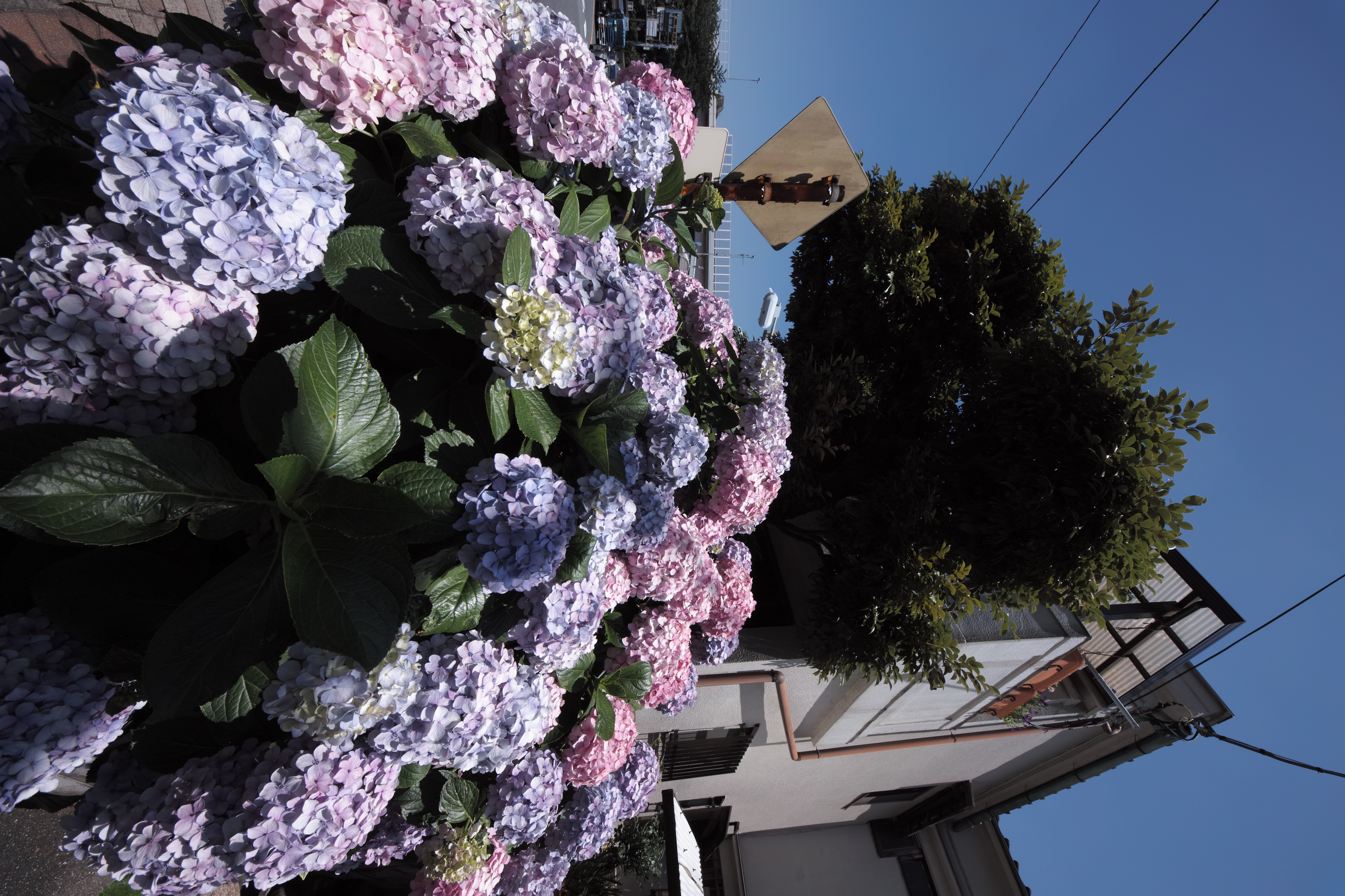 <b>JPEG（RAW+JPEG時のJPEG） / SD1 / 8-16mm F4.5-5.6 DC HSM / 約8.6MB / 3,136×4,704 / 1/160秒 / F11 / -0.7EV / ISO100 / WB:オート / 8mm</b>