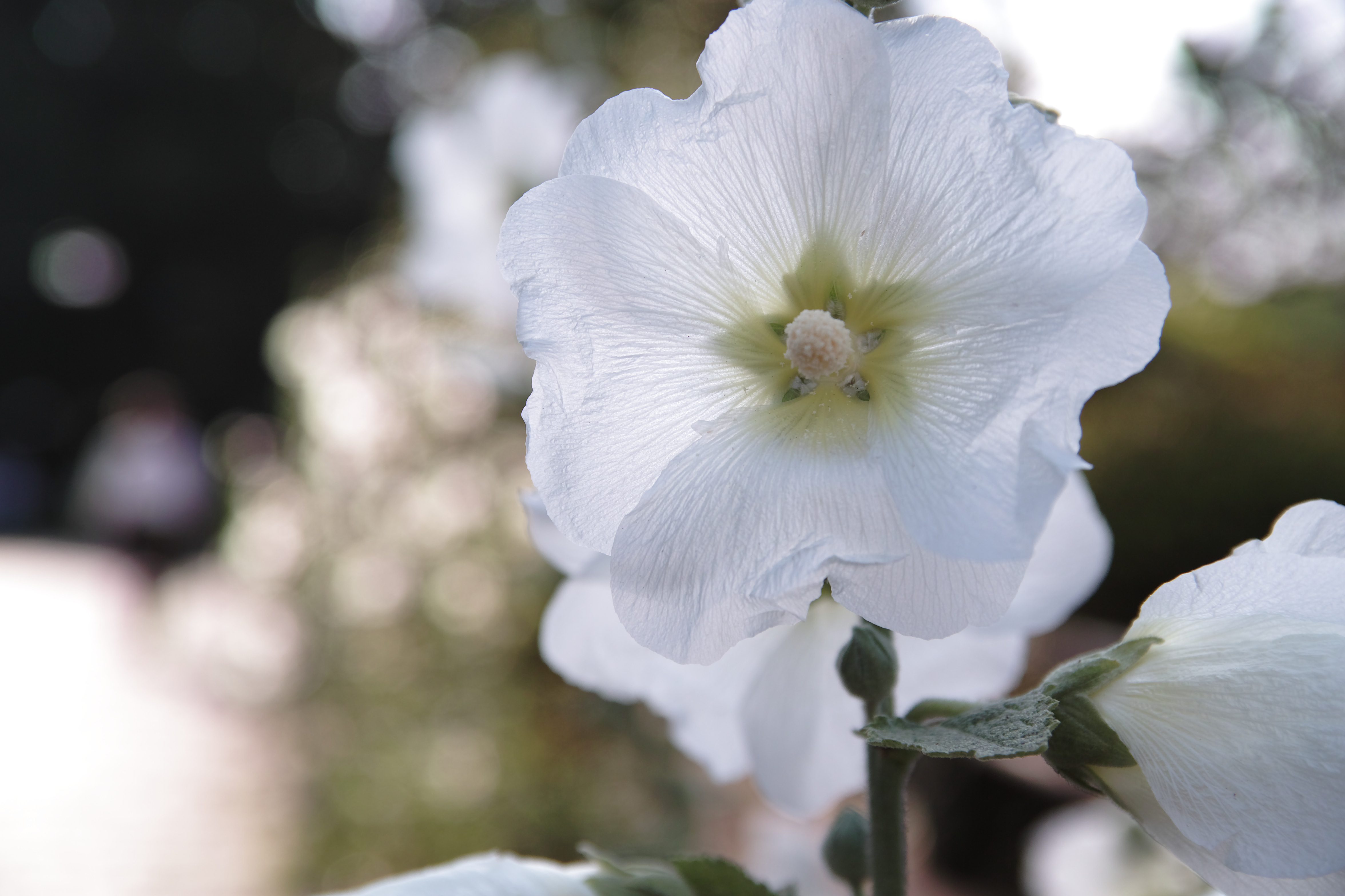 <b>RAW（JPEGに現像） / SD1 / 17-50mm F2.8 EX DC OS HSM / 約1.9MB / 4,704×3,136 / 1/320秒 / F4 / +0.7EV / ISO100 / WB:オート / 50mm</b>