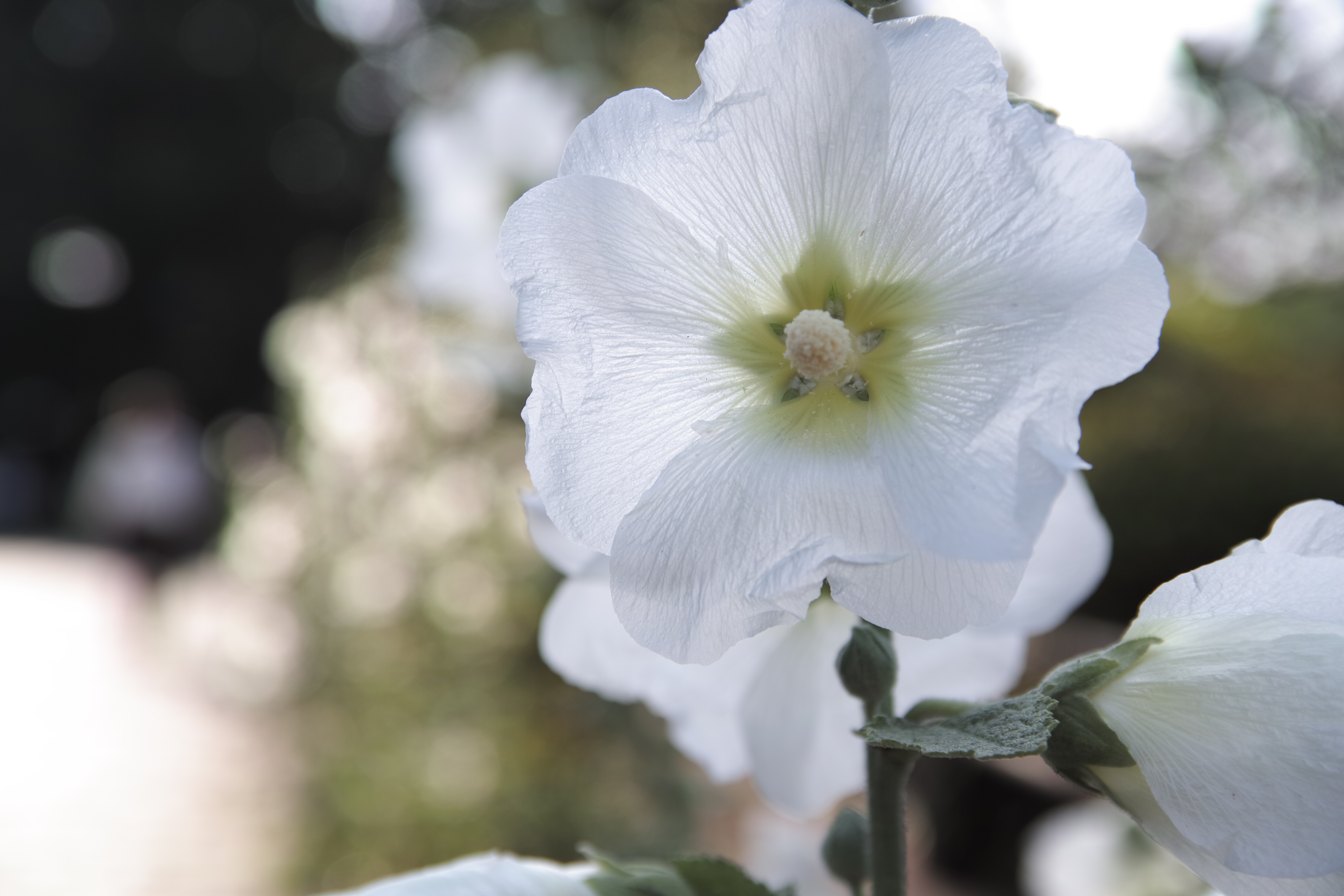 <b>JPEG（RAW+JPEG時のJPEG） / SD1 / 17-50mm F2.8 EX DC OS HSM / 約4.9MB / 4,704×3,136 / 1/320秒 / F4 / +0.7EV / ISO100 / WB:オート / 50mm</b>