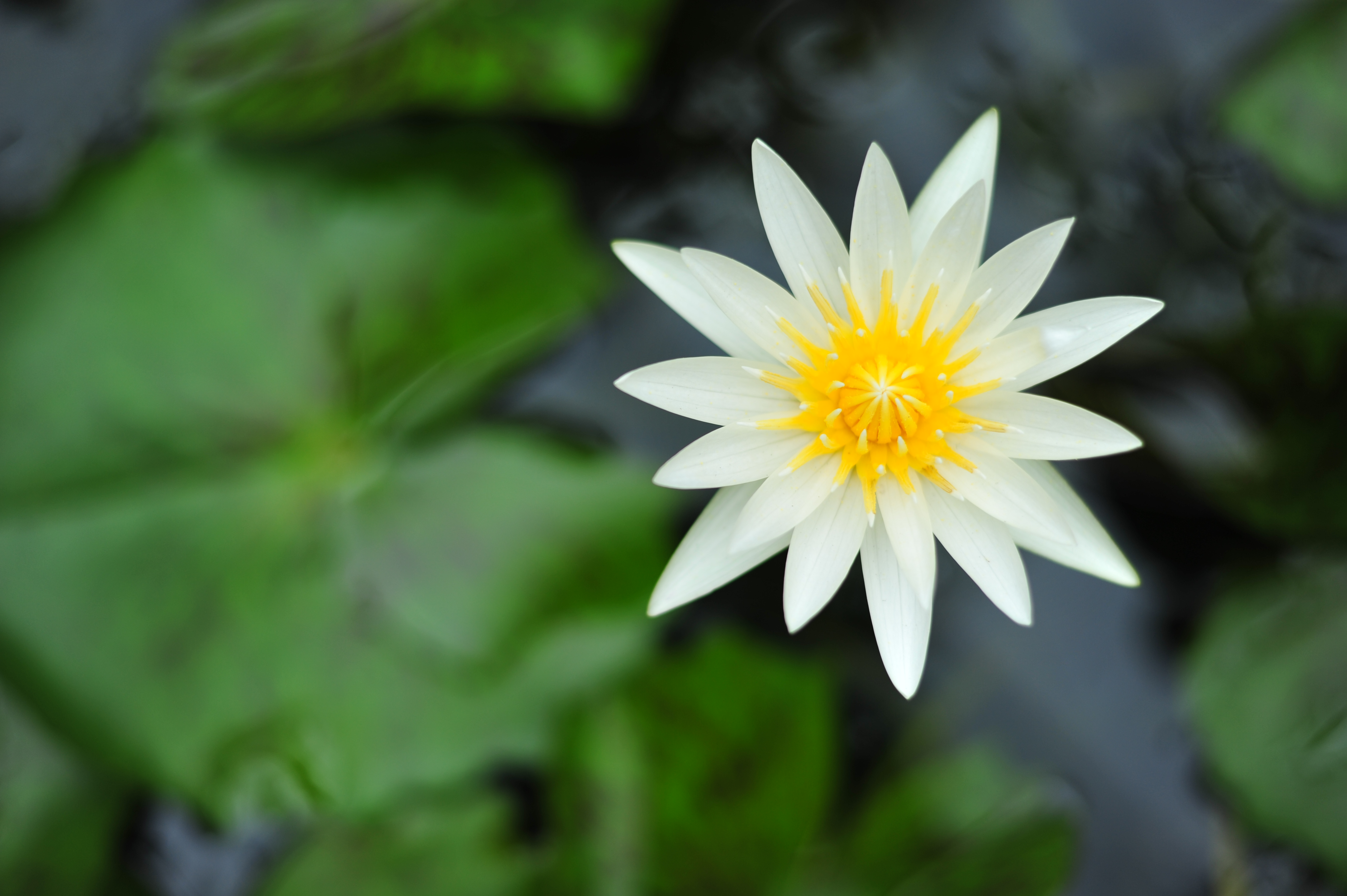 <b>D700 / AF-S NIKKOR 50mm F1.8 G / 約3.7MB / 4,256×2,832 / 1/1,000秒 / F2.2 / +0.7EV / ISO200 / WB:晴天</b>