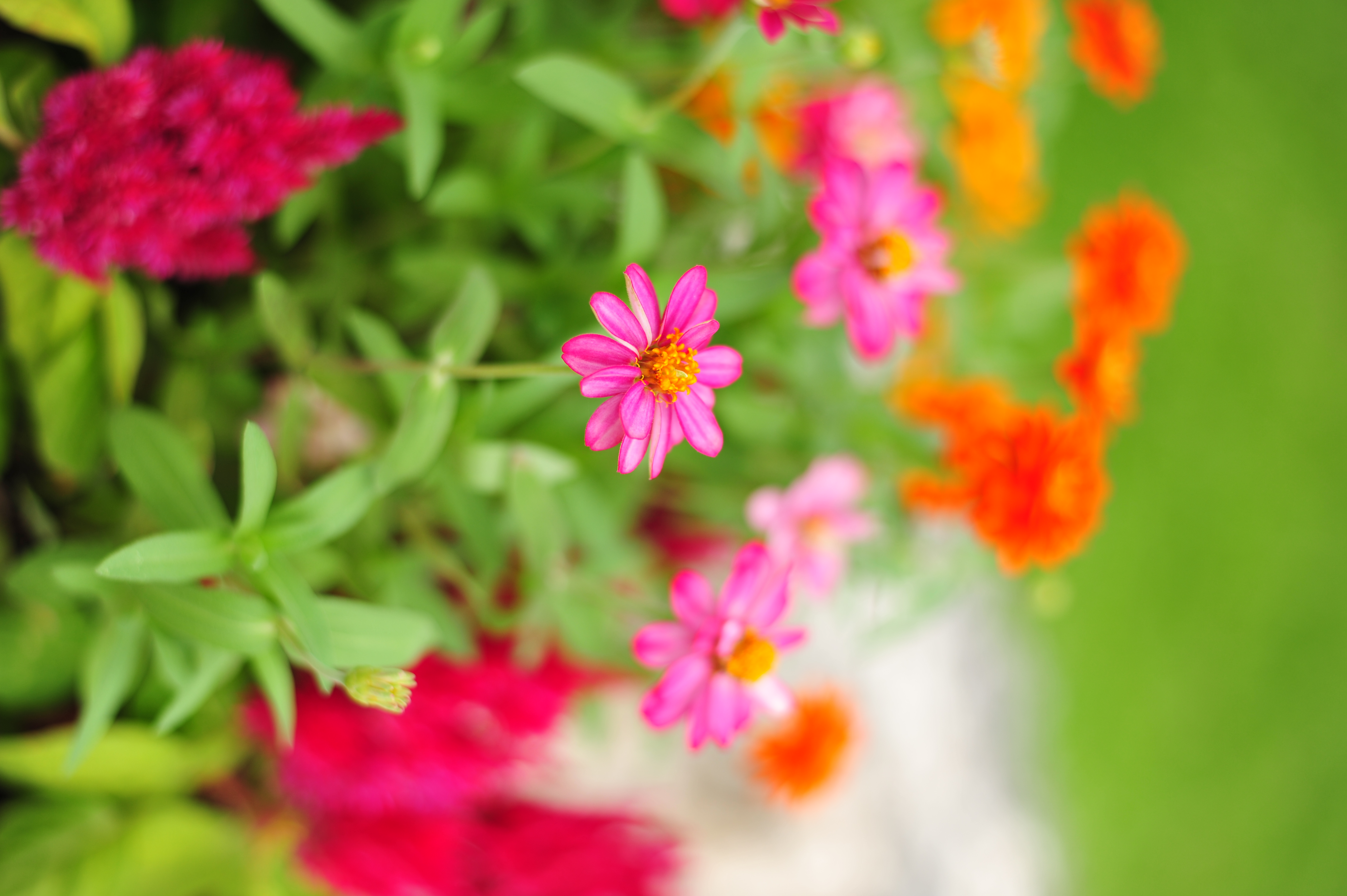 <b>D700 / AF-S NIKKOR 50mm F1.8 G / 約3.6MB / 2,832×4,256 / 1/2,500秒 / F2.2 / +0.7EV / ISO200 / WB:晴天</b>