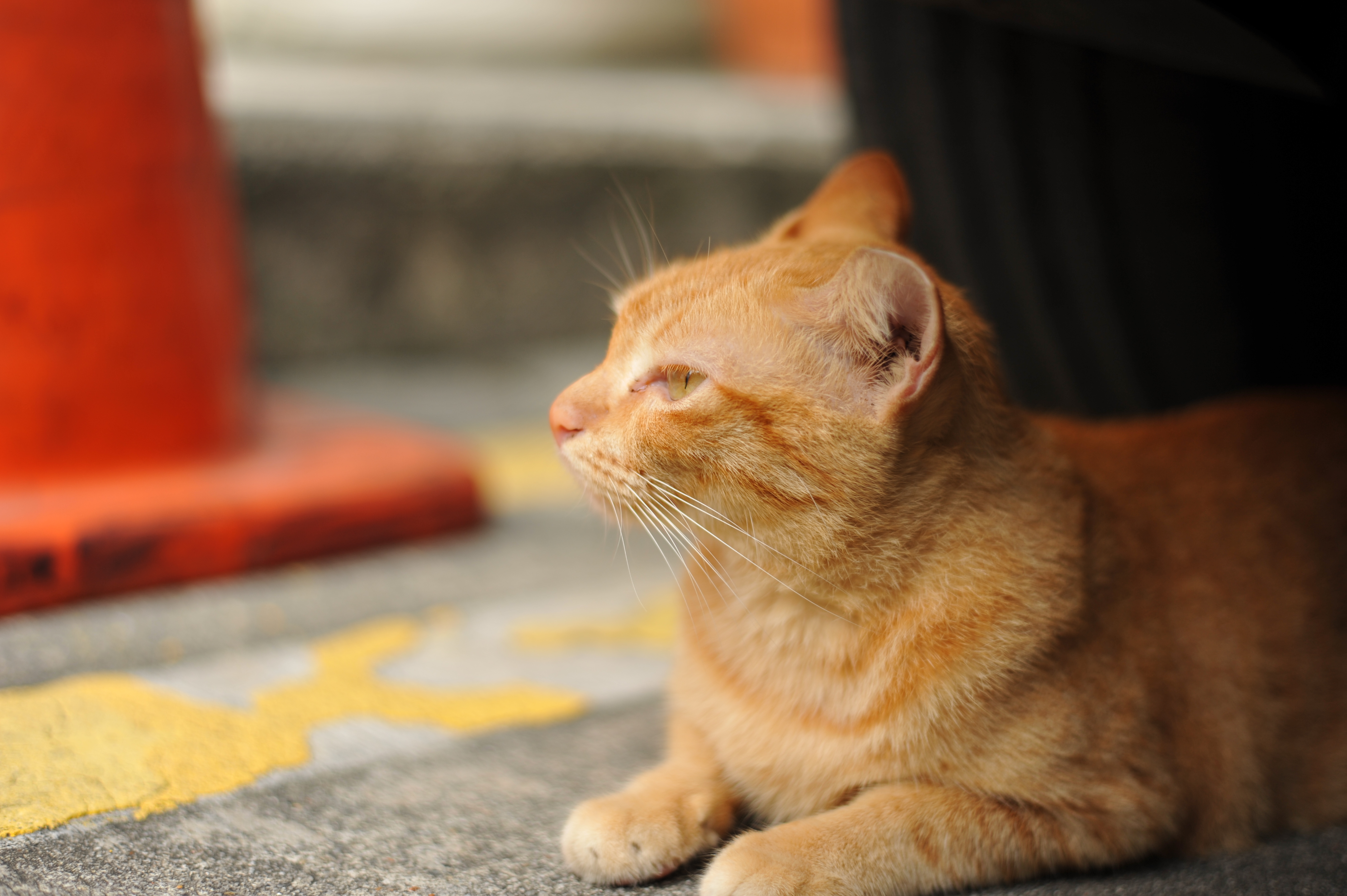 <b>D700 / AF-S NIKKOR 50mm F1.8 G / 約3.8MB / 4,256×2,832 / 1/500秒 / F2 / +0.7EV / ISO200 / WB:晴天</b>