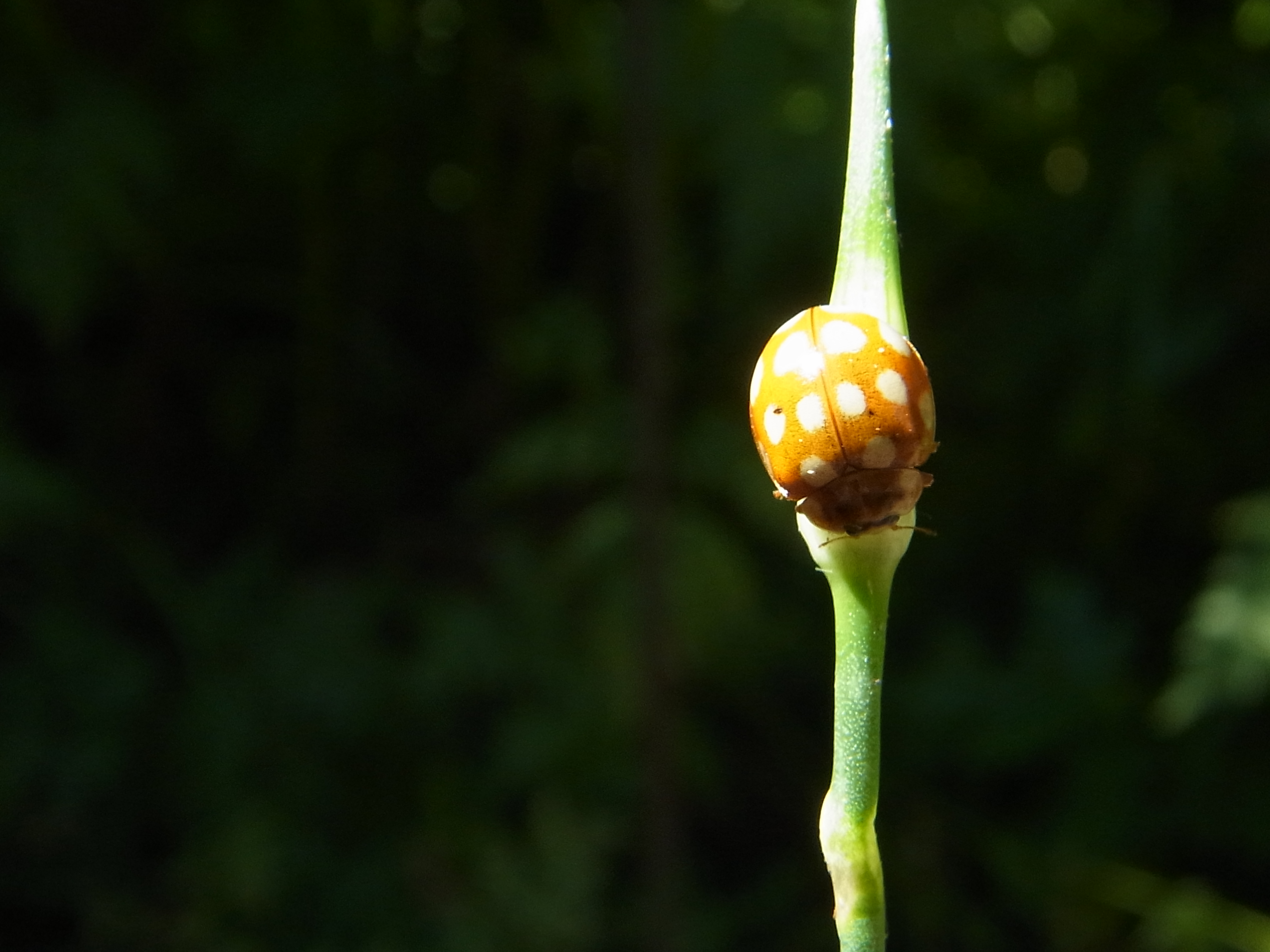 <b>4,608×3,456 / 1/153秒 / F3.9 / -2.0EV / ISO100 / WB：太陽光 / 5mm（28mm相当）</b>